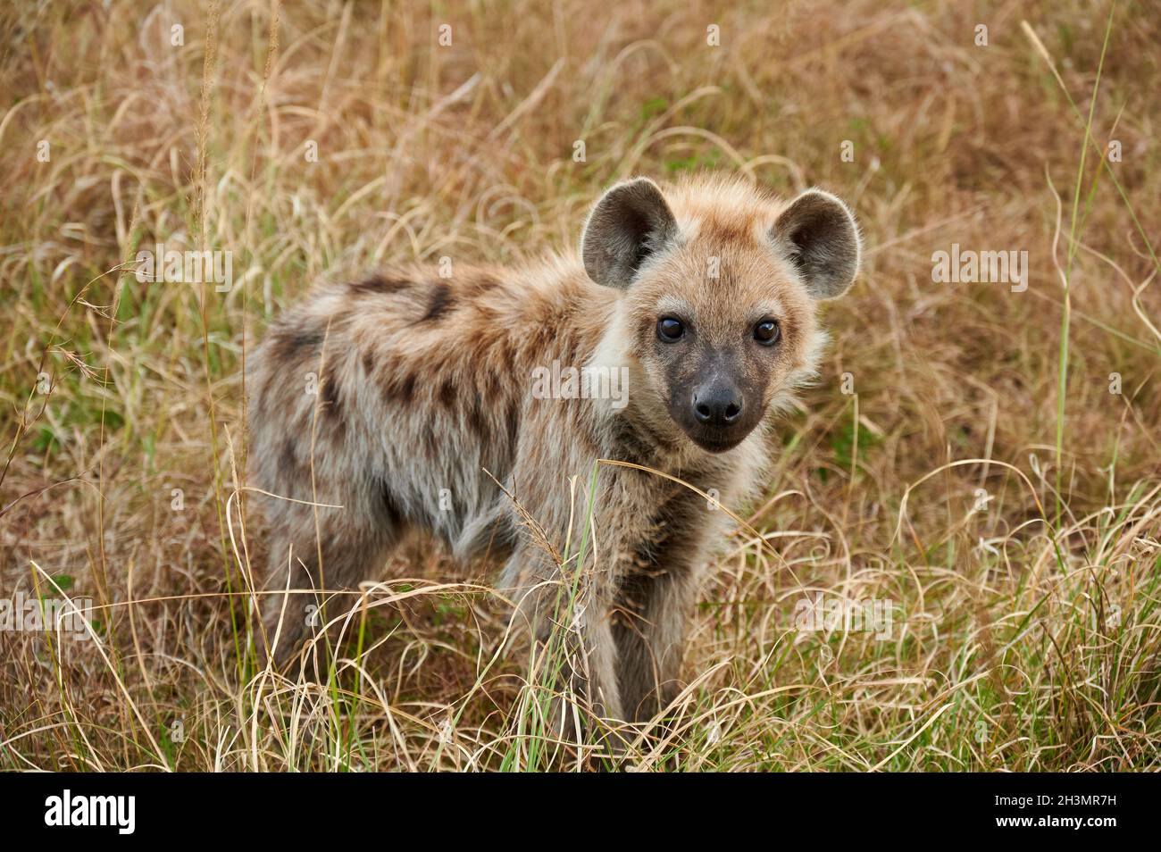 Spotted hyena puppys (Crocuta crocuta) at den in Serengeti National Park, UNESCO world heritage site, Tanzania, Africa Stock Photo