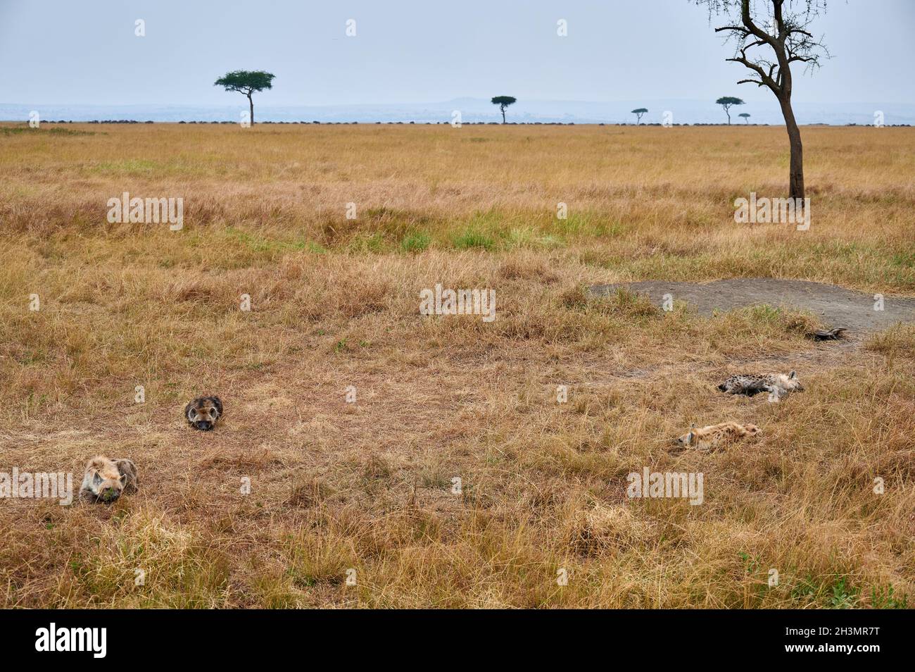 Spotted hyena puppys (Crocuta crocuta) at den in Serengeti National Park, UNESCO world heritage site, Tanzania, Africa Stock Photo