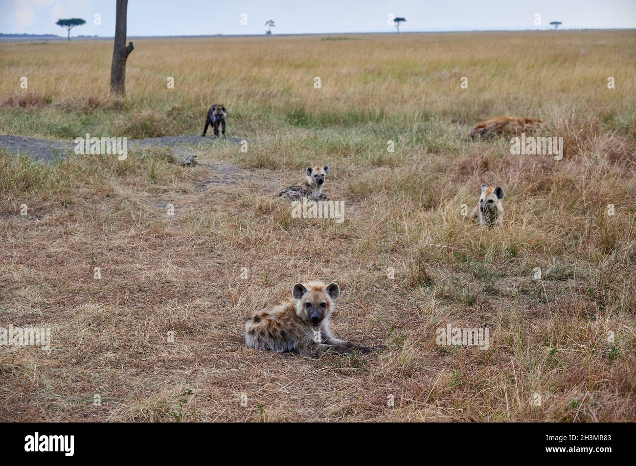 Spotted hyena puppys (Crocuta crocuta) at den in Serengeti National Park, UNESCO world heritage site, Tanzania, Africa Stock Photo