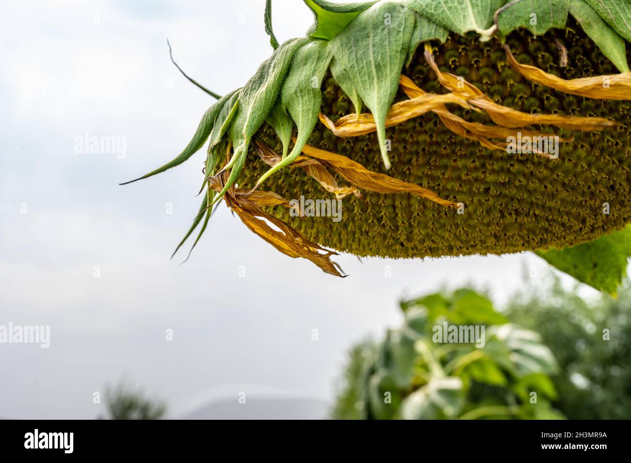 Selective focus on drooping sunflower head after petals have wilted