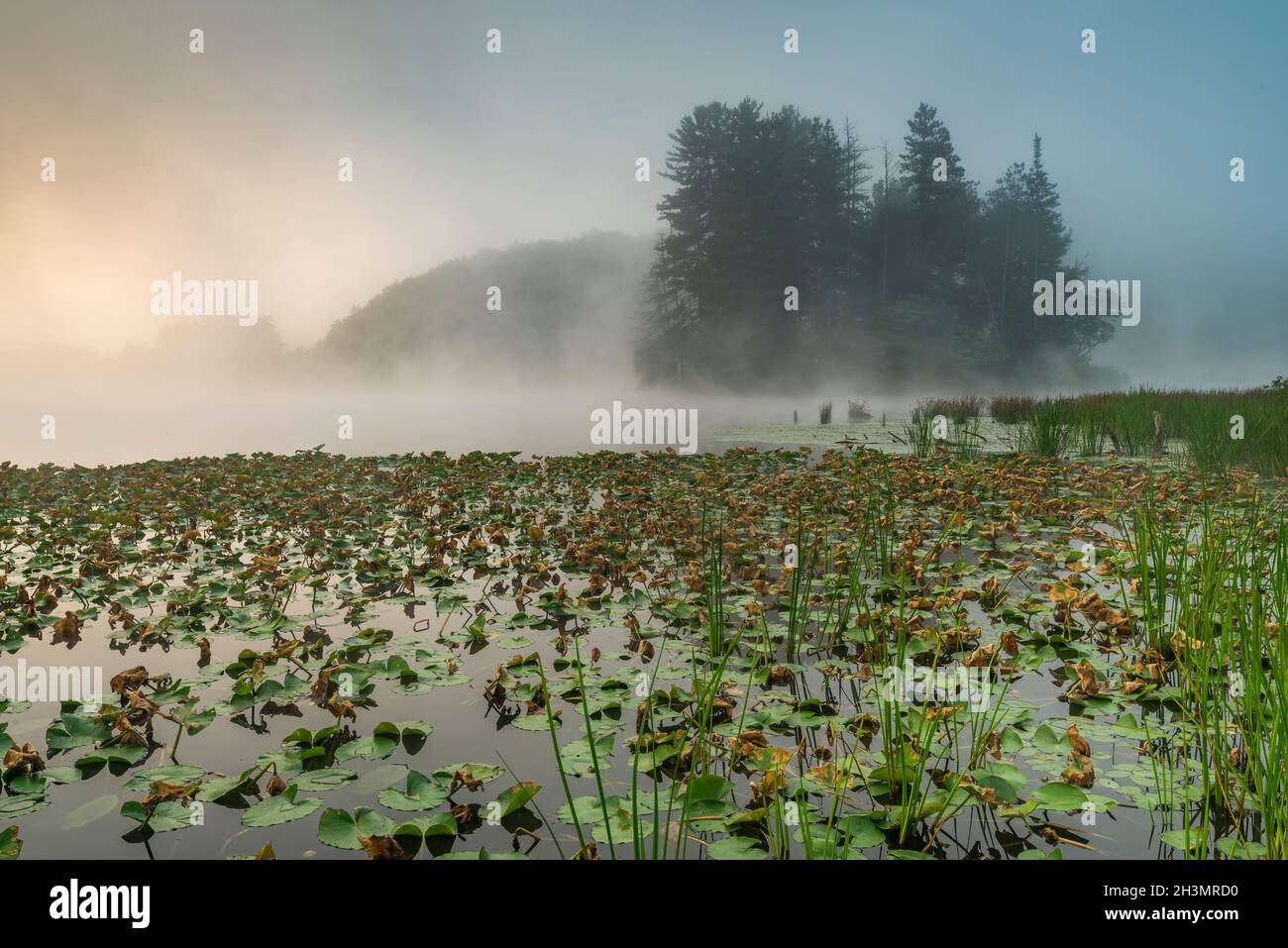 Lily pads and reeds on foggy Red House Lake at dawn, Allegany State Park, Cattaraugus Co., New York Stock Photo