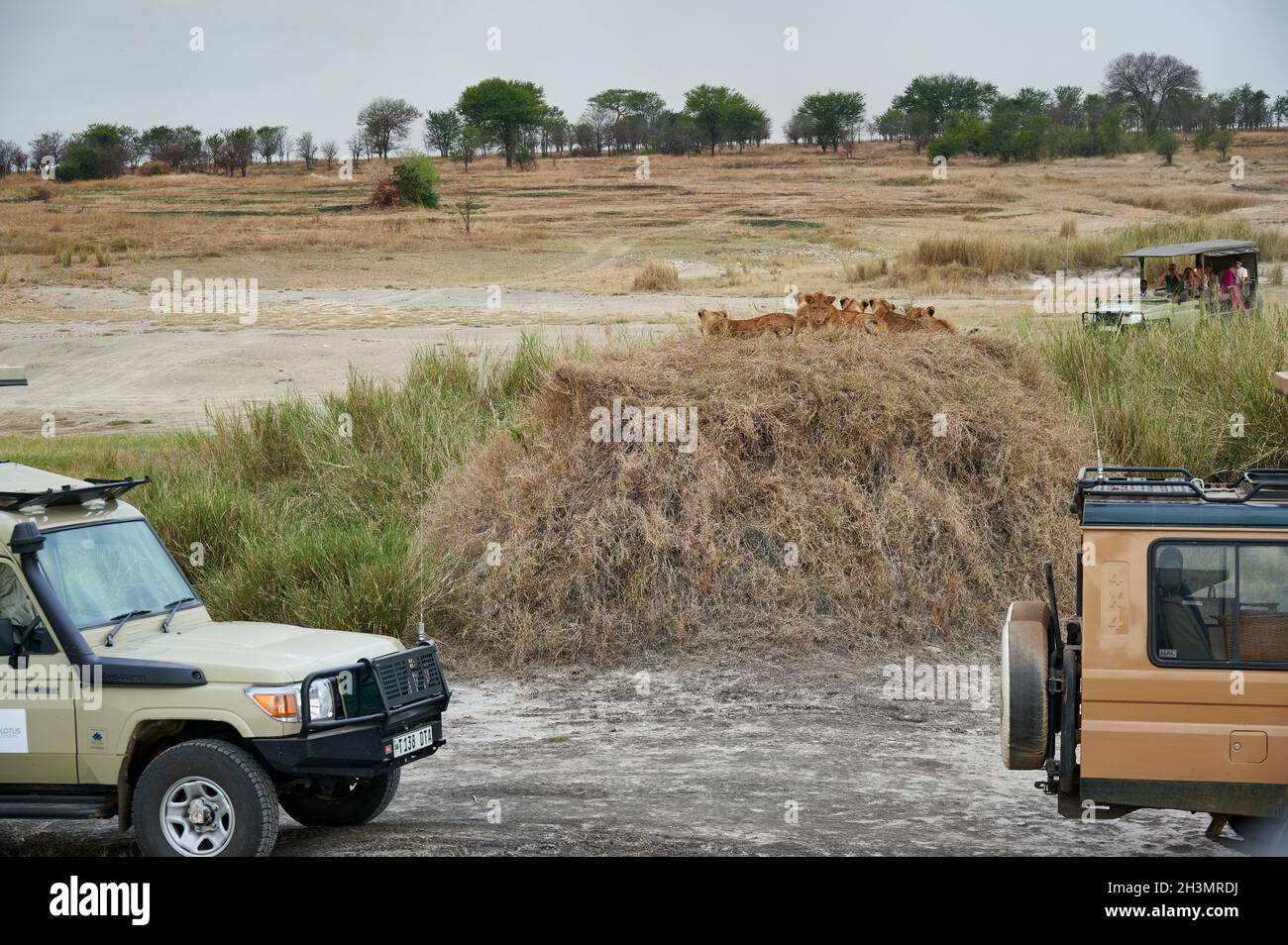 group of lion cubs, Panthera leo, surrounded by safari vehicles, Serengeti National Park, UNESCO world heritage site, Tanzania, Africa Stock Photo
