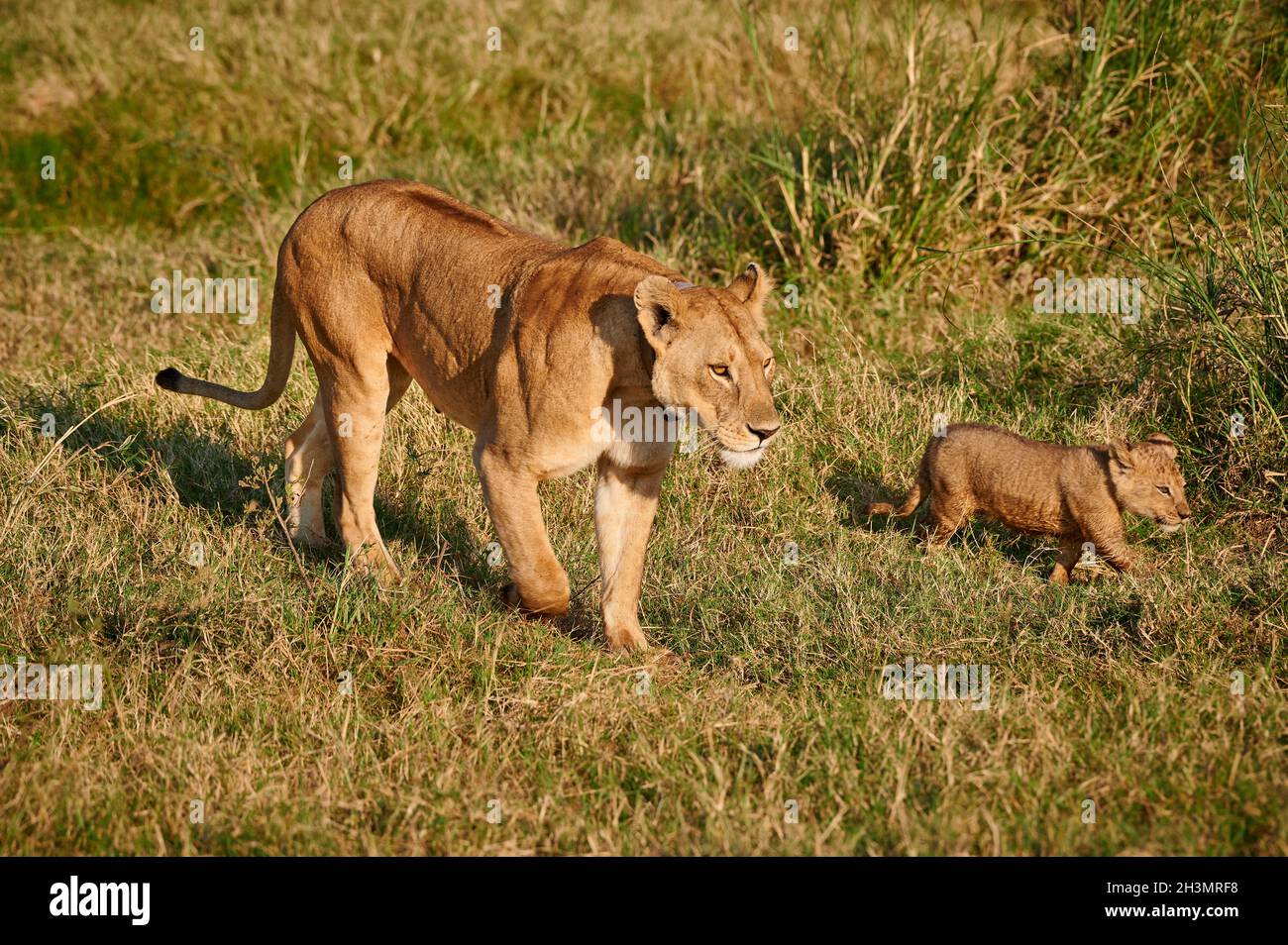 lioness with cub, Panthera leo, Serengeti