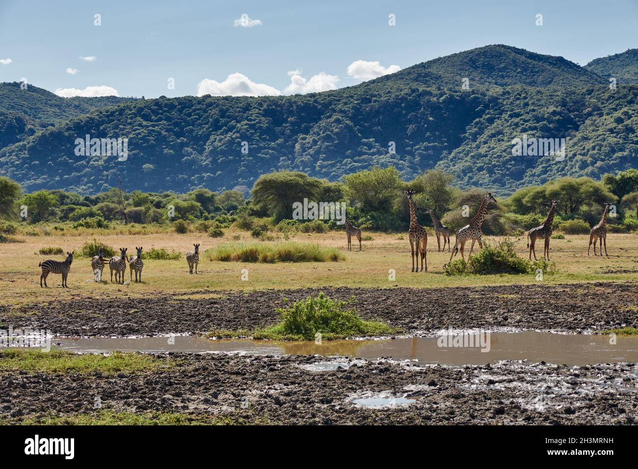 Masai giraffes (Giraffa tippelskirchii) and Zebras (Equus quagga)  in Lake Manyara National Park, Mto wa Mbu, Tanzania, Africa Stock Photo