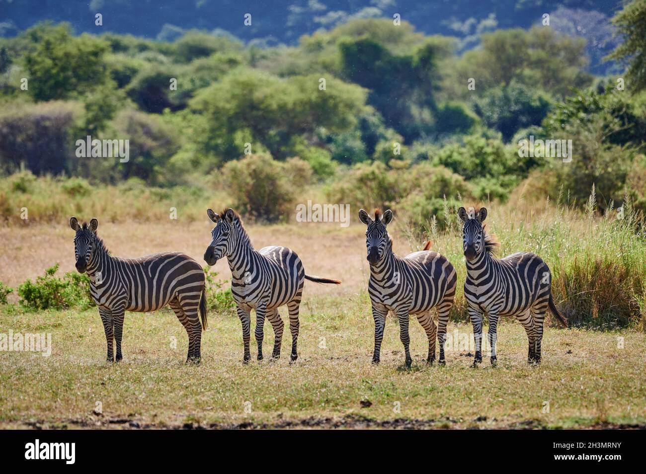 four Zebra (Equus quagga)  in Lake Manyara National Park, Mto wa Mbu, Tanzania, Africa Stock Photo