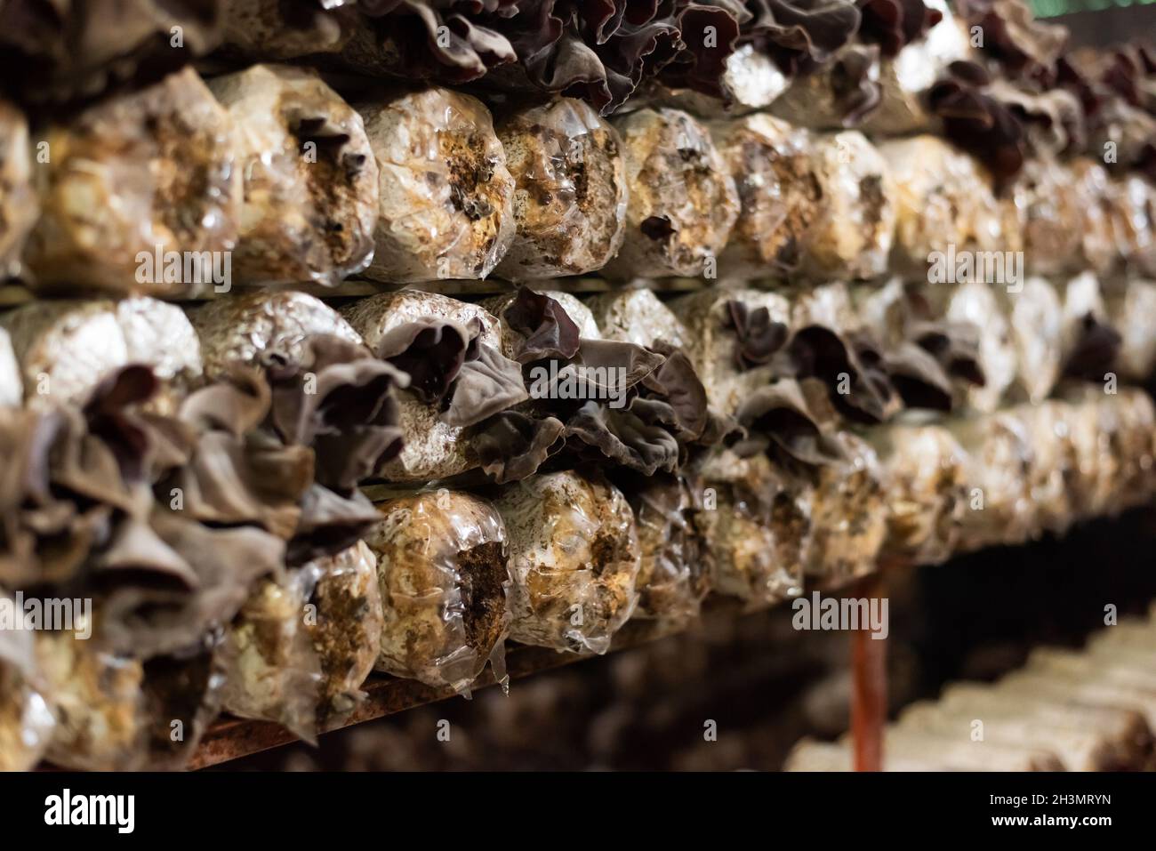 Mushrooms growing in plastic bag Stock Photo Alamy