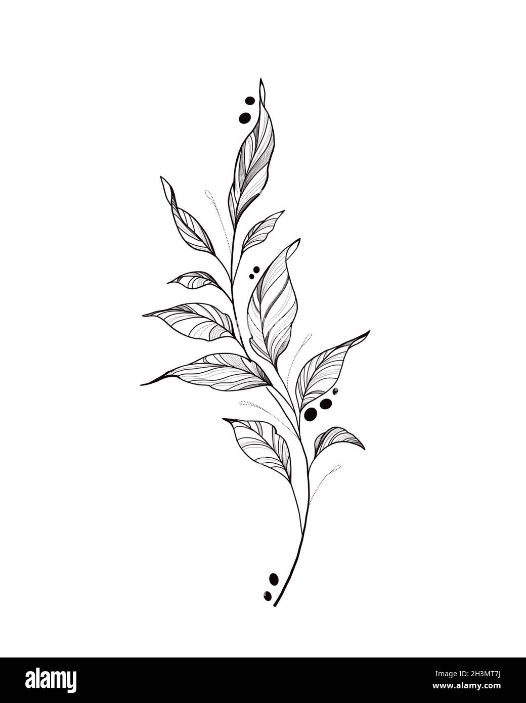 botany tattoo sketch - beautiful twig plant. Botanical element template for graphic design, wedding decor, textiles, souvenir gift, stationery print Stock Photo - Alamy