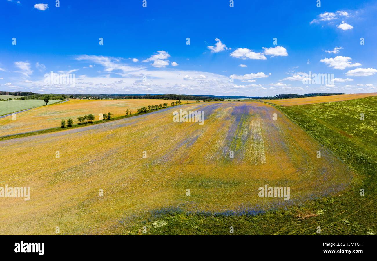 Flowering meadows and fields Stock Photo - Alamy