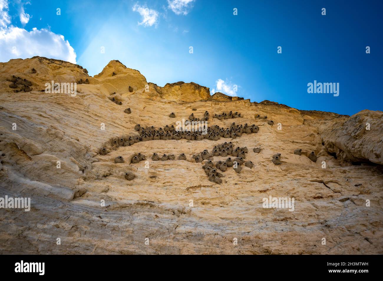 Cliff swallow mud homes built into the cliff face of Monument Rocks in