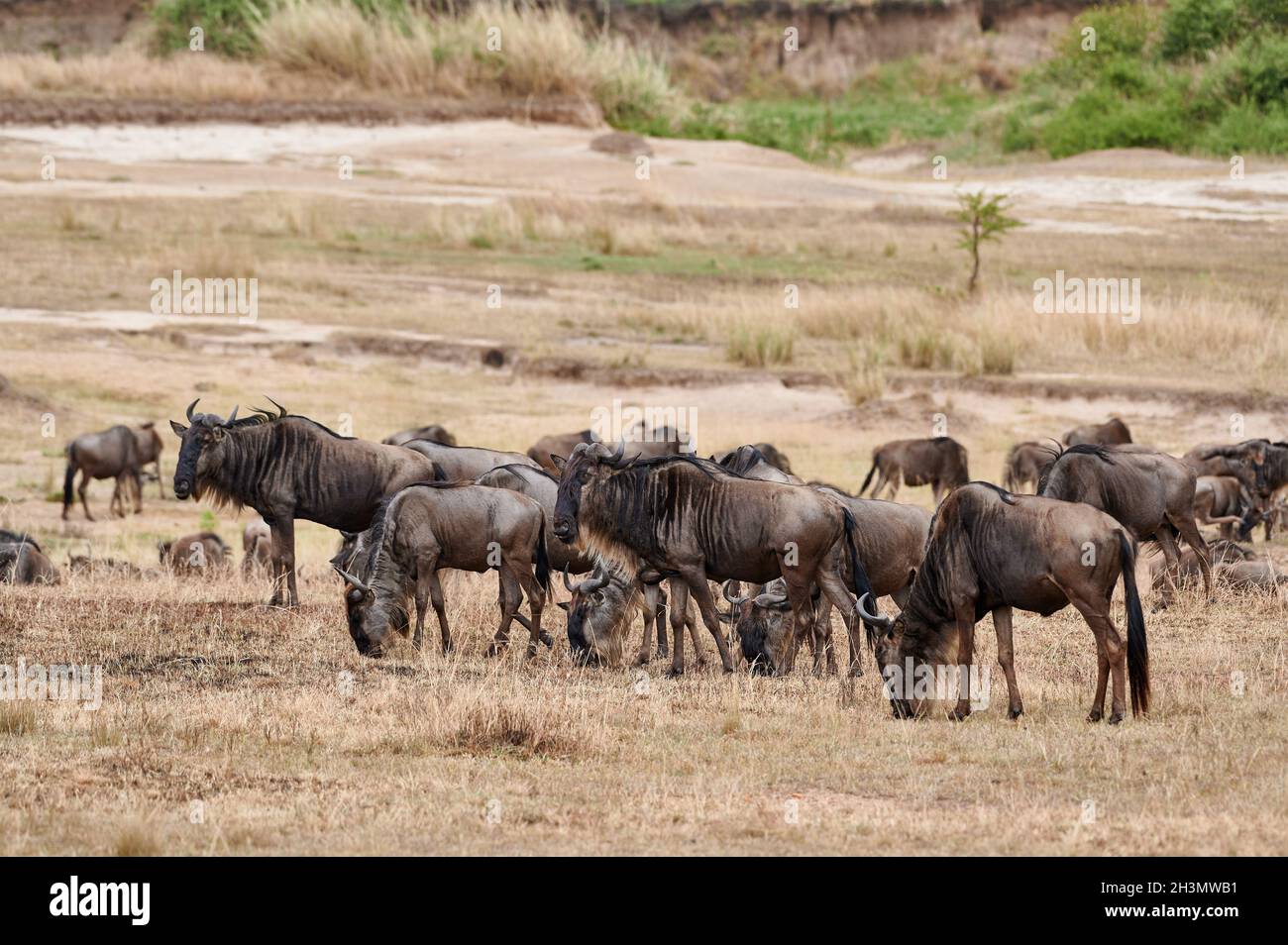 grazing blue wildebeest (Connochaetes mearnsi) on great migration thru Serengeti National Park, Tanzania, Africa Stock Photo