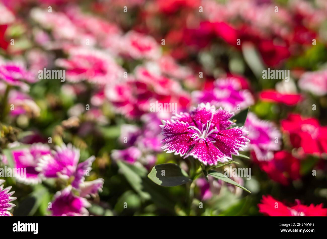 Dianthus flowers in the garden Stock Photo