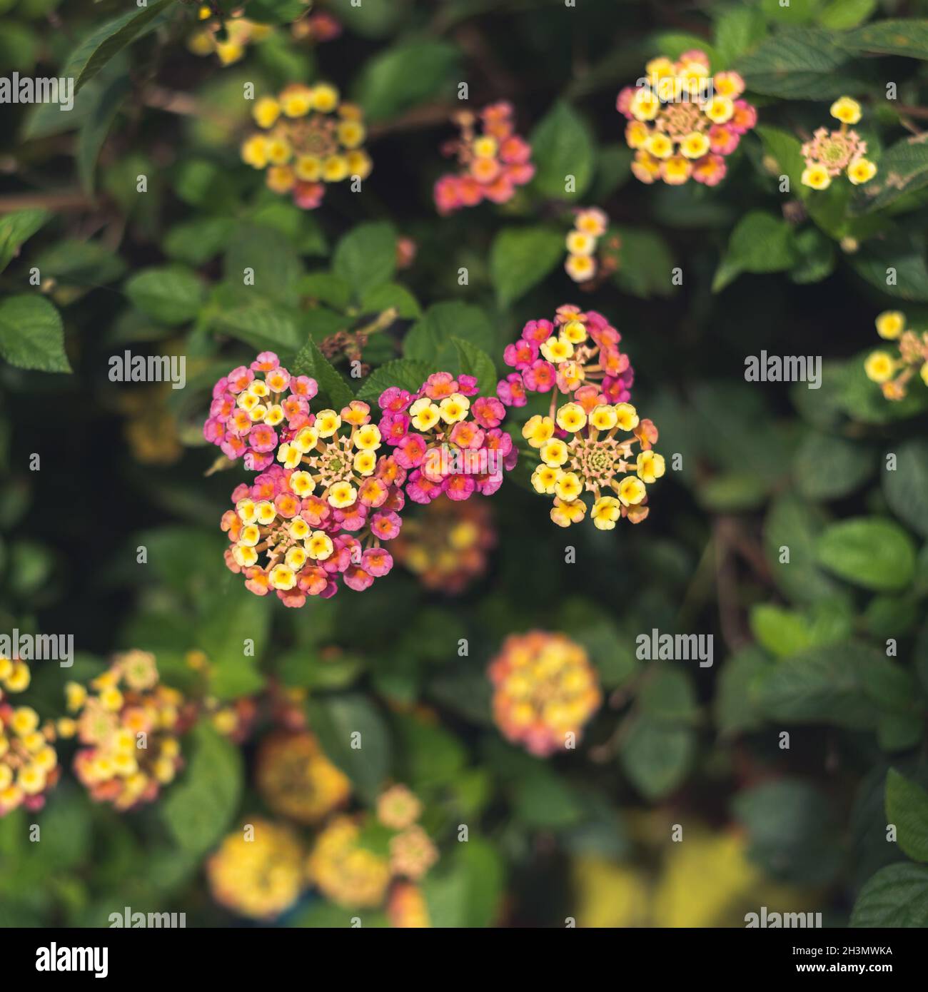 Nature flowers background Stock Photo - Alamy