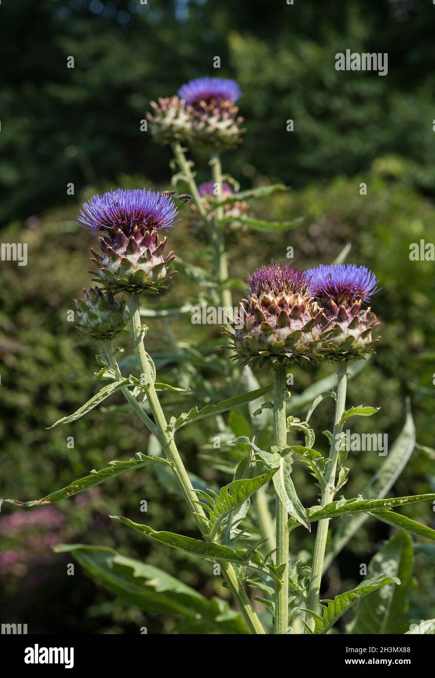 Giant thistle, Cardoon, ornamental Artichoke, very popular with bees in the Summer, the plants reach 8ft tall. Cynara cardunculus. Close up. Stock Photo