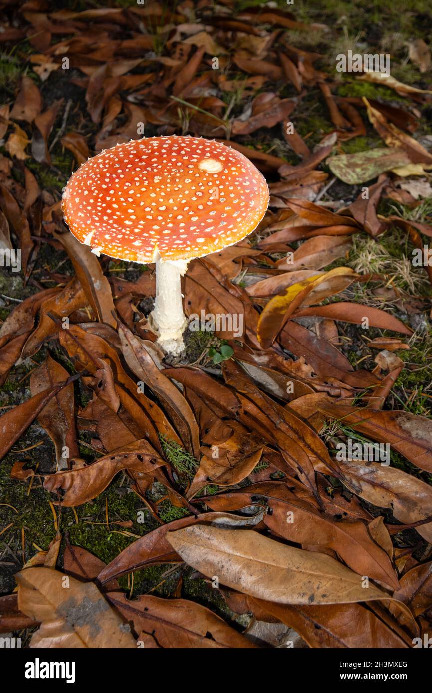 Red and white fruiting body of poisonous toadstool fly agaric (Amanita muscaria) growing in autumn in Surrey, south-east England amongst fallen leaves Stock Photo