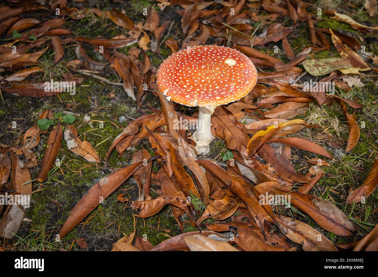 Red and white fruiting body of poisonous toadstool fly agaric (Amanita muscaria) growing in autumn in Surrey, south-east England amongst fallen leaves Stock Photo