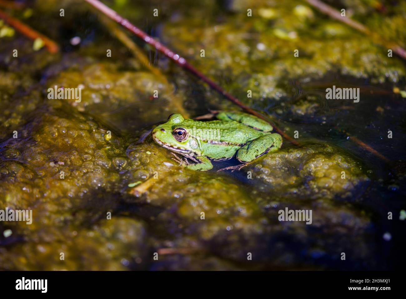 Marsh frog (Pelophylax ridibundus) an introduced non-native species, in a pond at the British Wildlife Centre in Newchapel, Surrey, south-east England Stock Photo