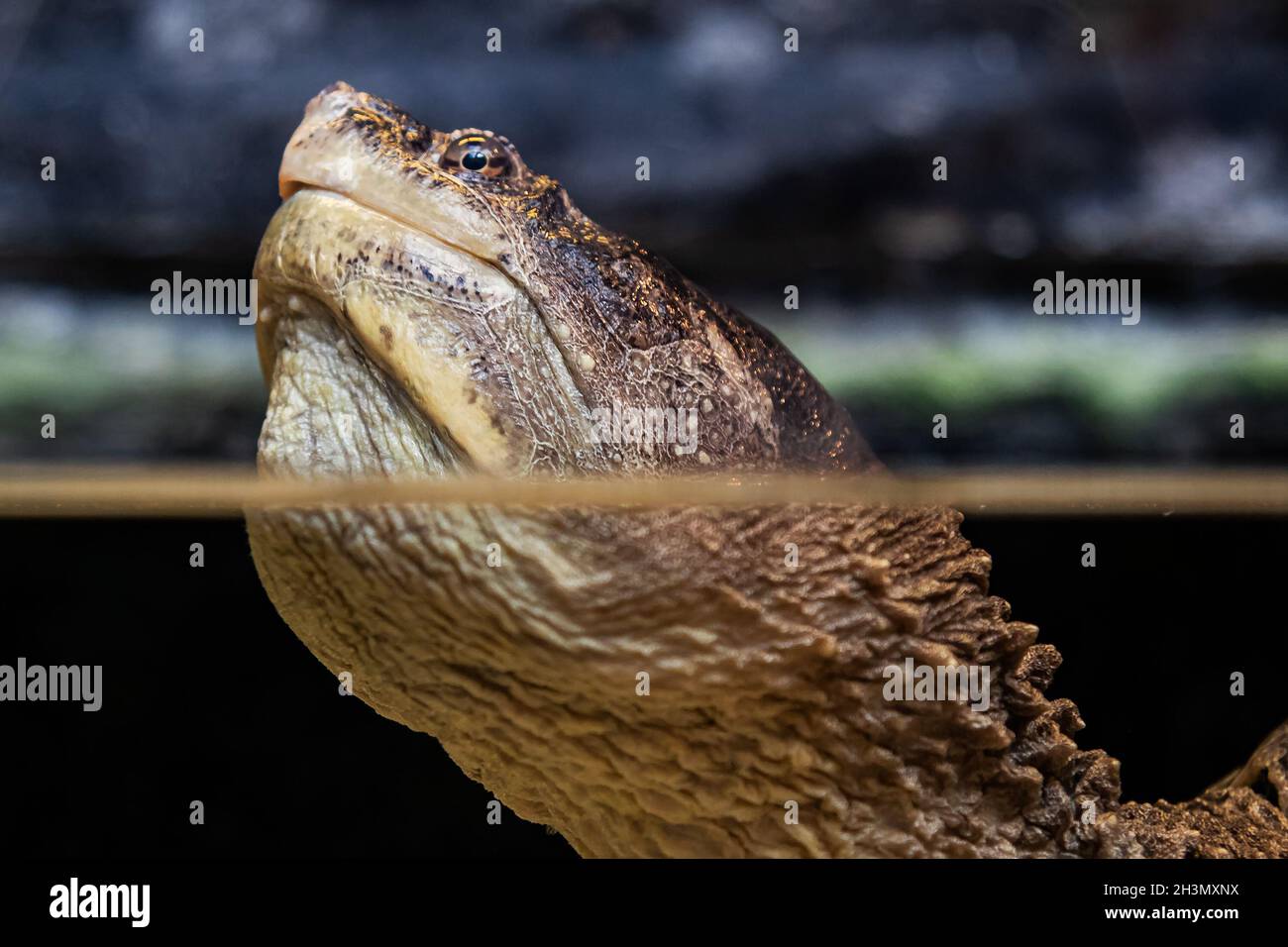 Common snapping turtle. Reptile and reptiles. Amphibian and Amphibians. Tropical fauna. Wildlife