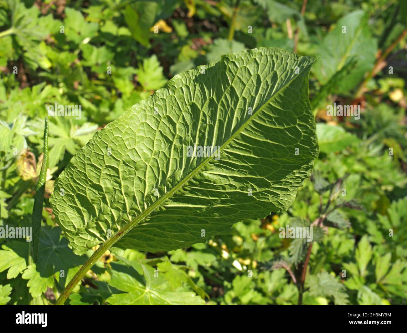 Close up of a large young common dock leaf in woodland vegetation in spring sunlight Stock Photo