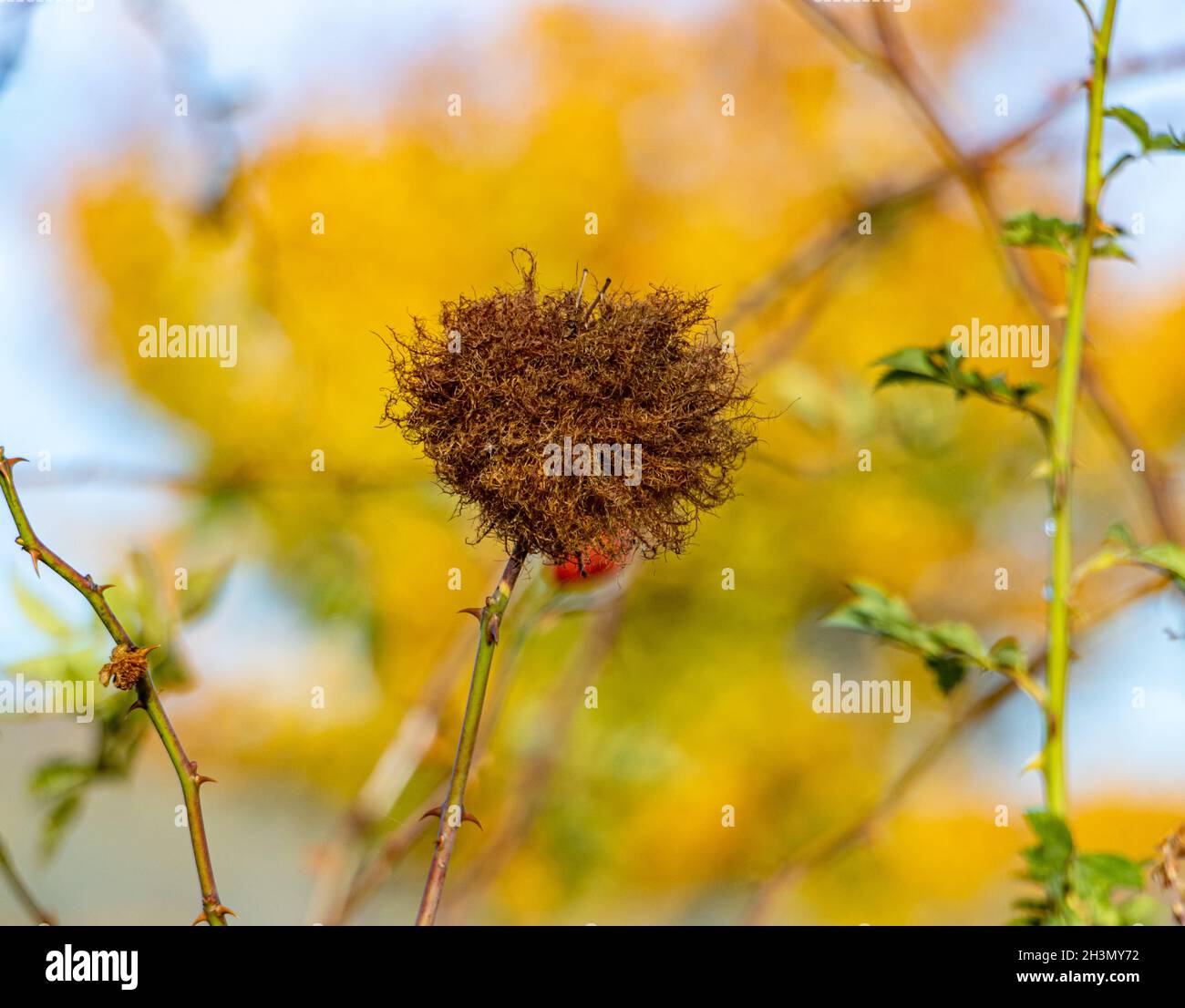 Mature gall ( Rhodites - Diplolepis rosae ) on a branch of rose hip (Rosa canina ) at autumn, background tree with yellow leaves. Stock Photo