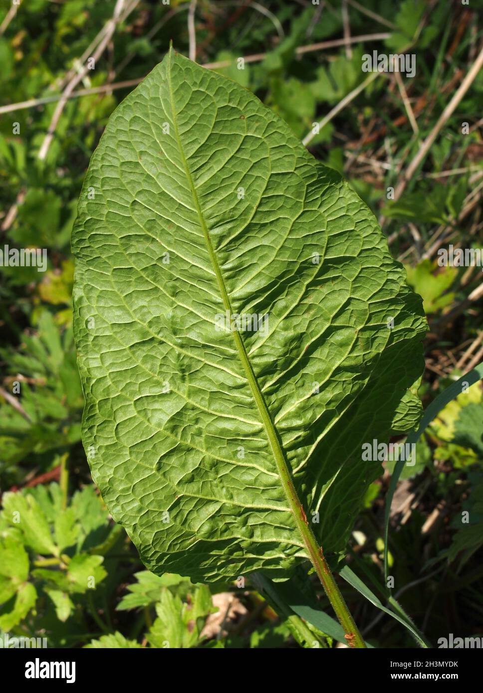 Close up of a large young common dock leaf in woodland vegetation in spring sunlight Stock Photo