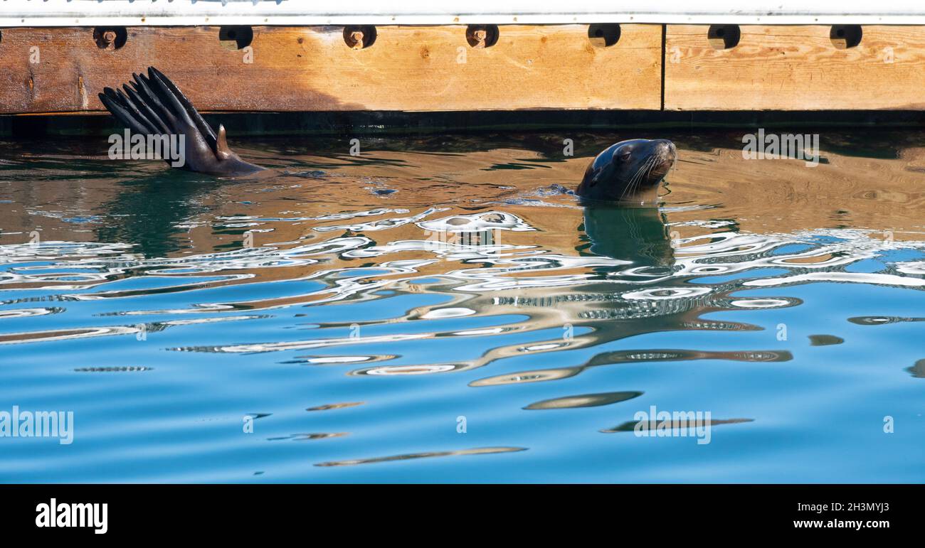 A sea lion swims in Channel Islands Harbor in Oxnard, California USA Stock Photo