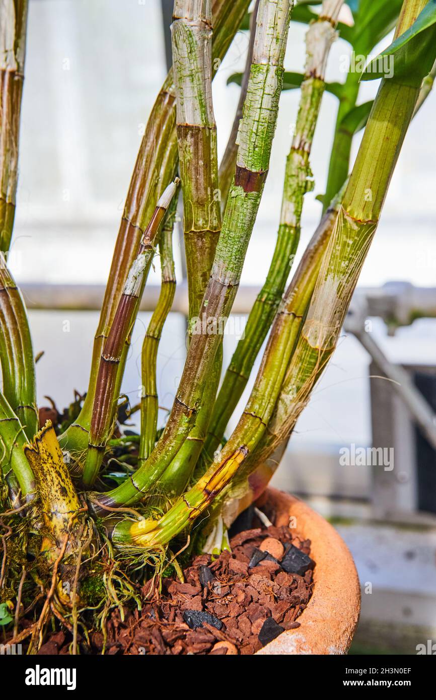 Detail of potted plant roots exposed with long stems Stock Photo Alamy