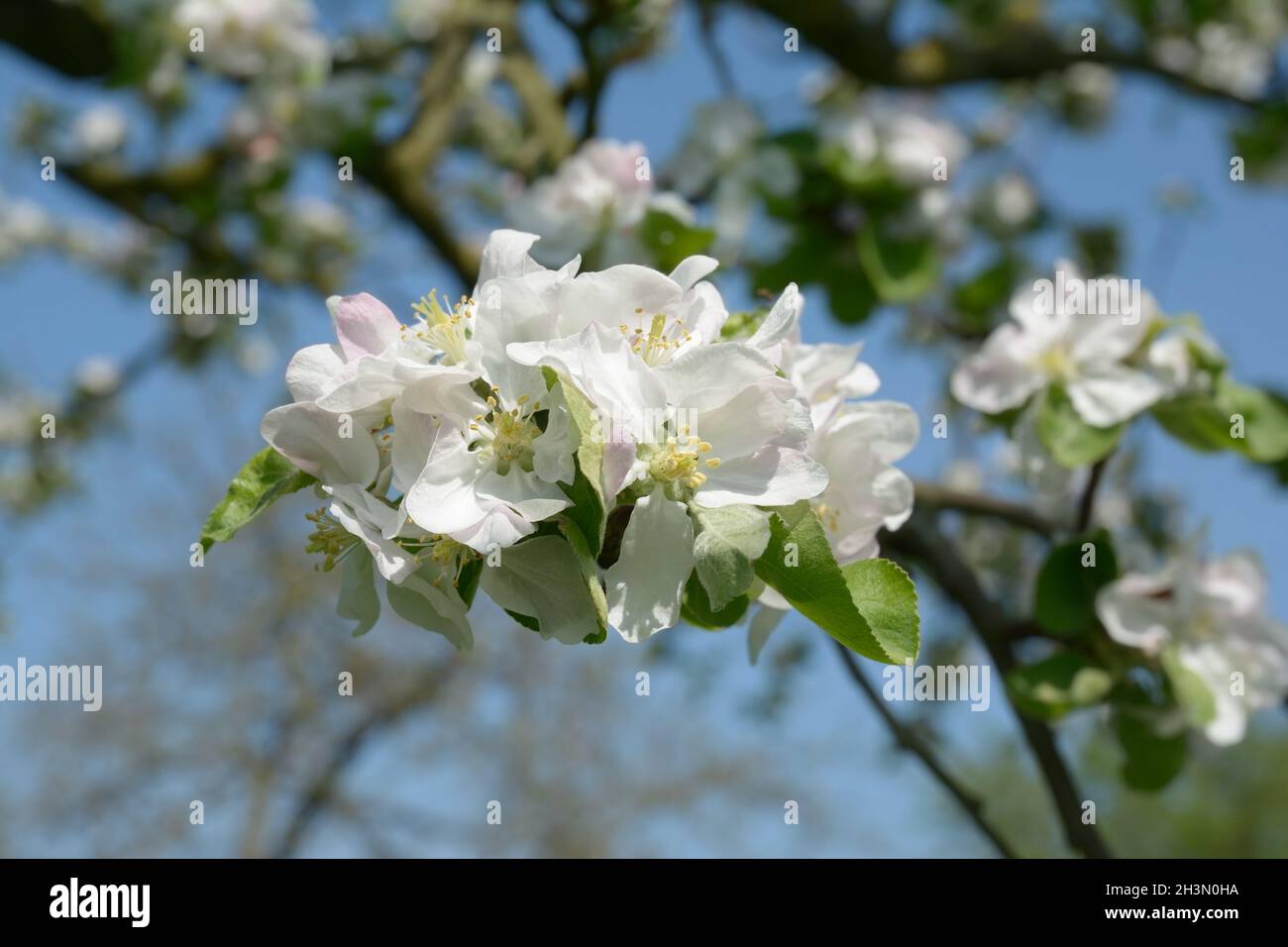 Apple blossom,apple variety (Transparente de Croncels) Stock Photo