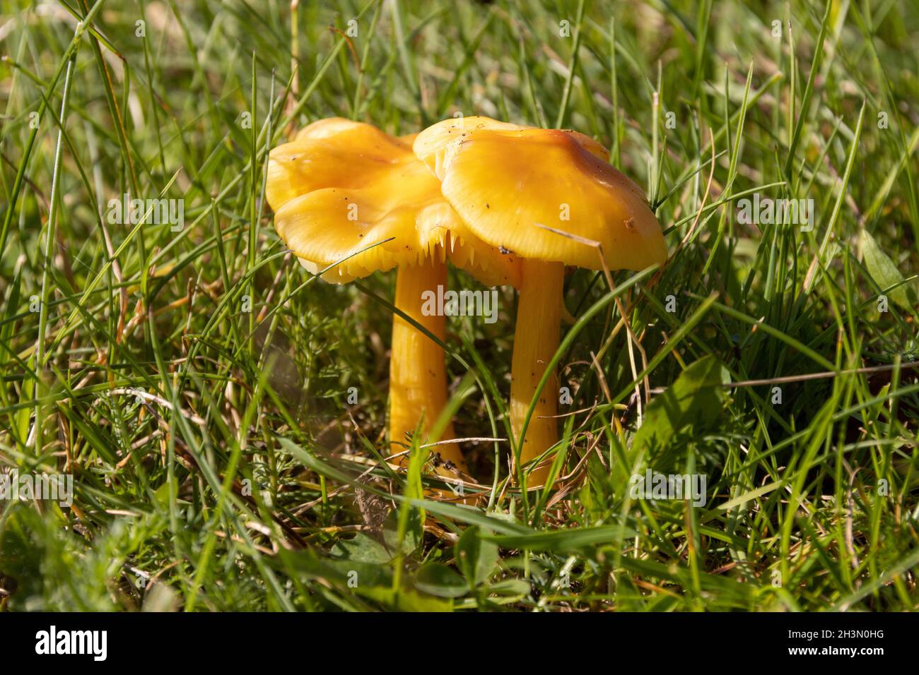 Closeup shot of two larch milkcaps (Lactarius porninsis) with the green grass in the background Stock Photo