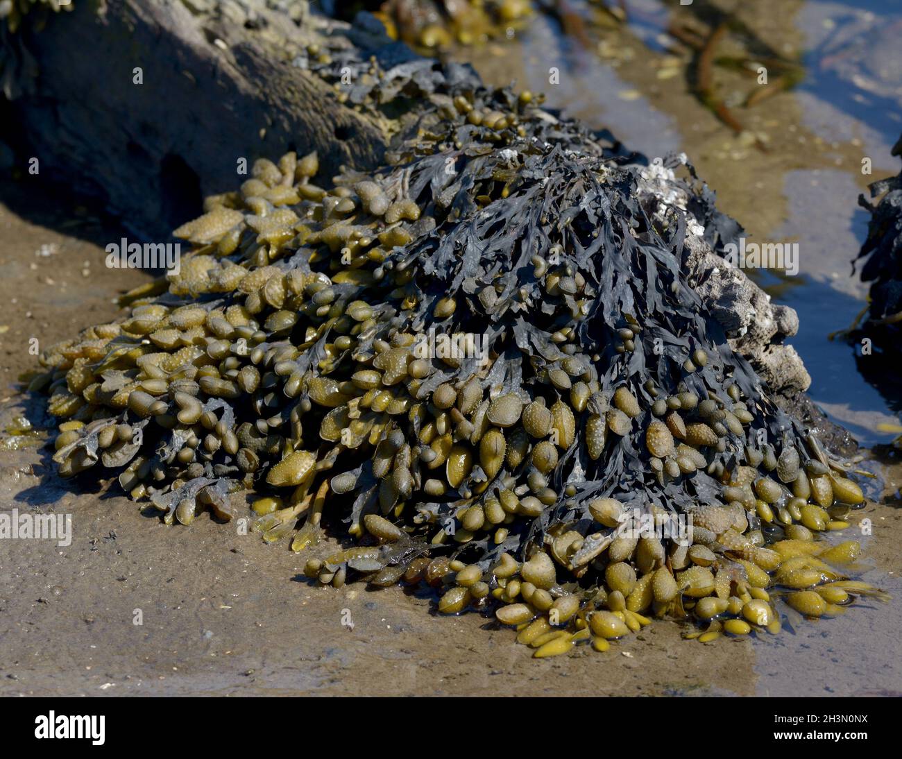 Bladderwrack ( Fucus vesiculosus) at North Sea,North frisia,Eiderstedt Peninsula,Germany Stock Photo