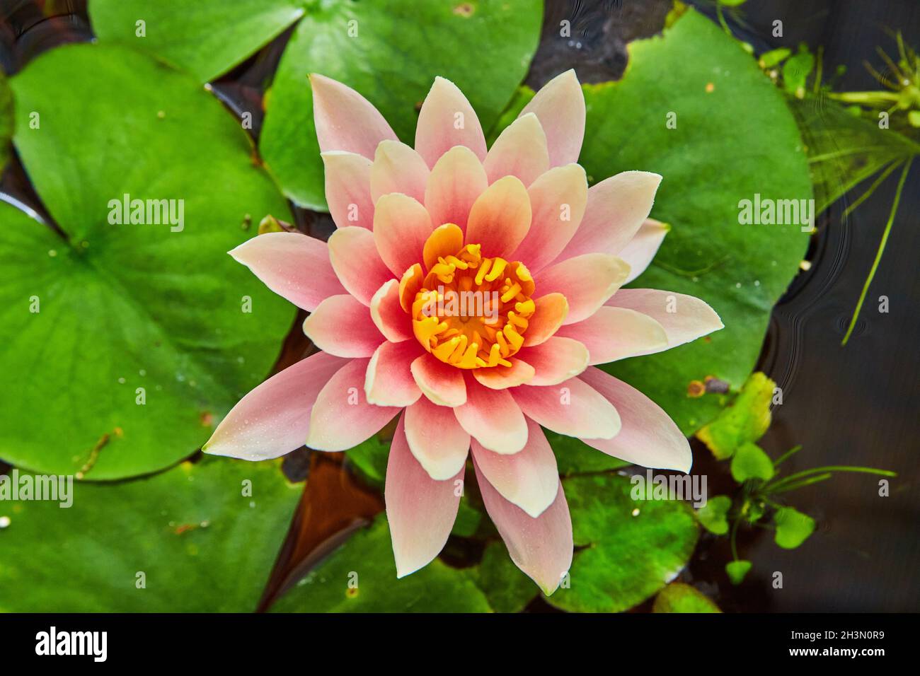 Water Lily Top View Stock Photos, Pictures Royalty-Free Images IStock