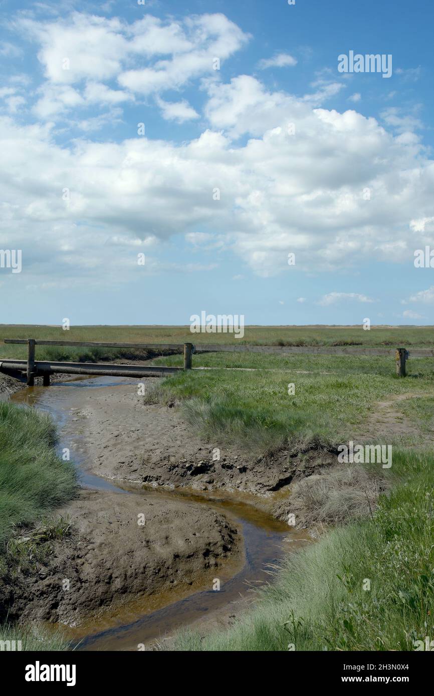 Salt Marsh at North Sea,North frisia,Eiderstedt Peninsula,Schleswig-Holstein,Germany Stock Photo