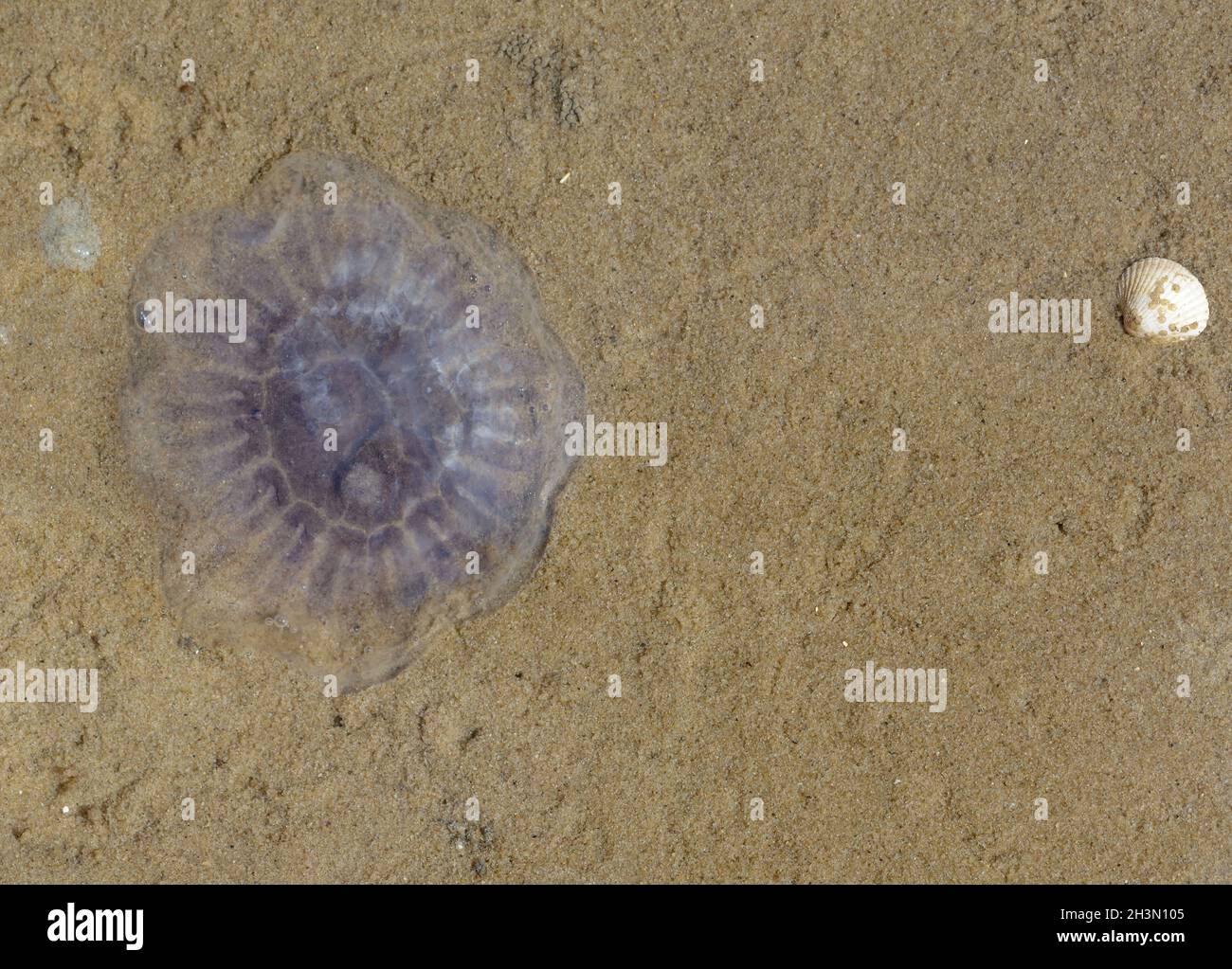 Blue jellyfish (Cyanea lamarckii) North Sea,North Frisia,Germany Stock Photo