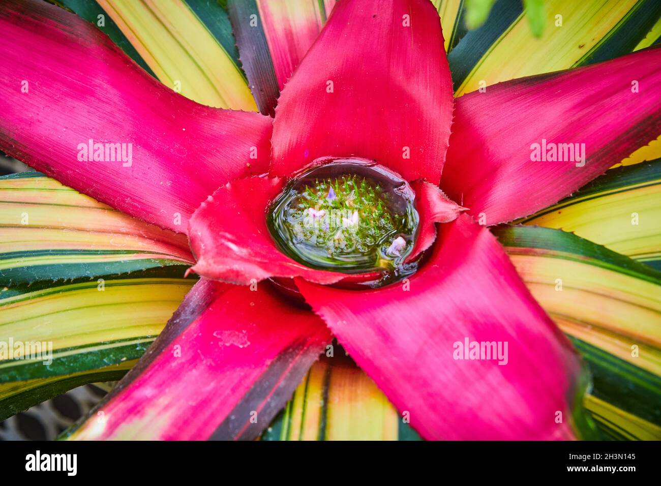 Colorful pink bromeliad plant collecting water in center Stock Photo