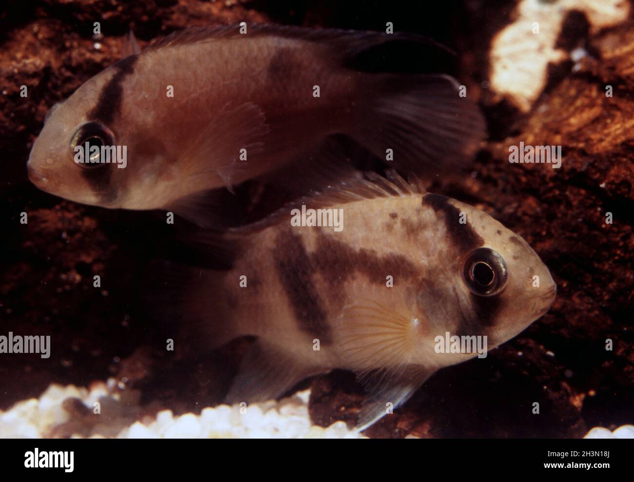 Pair of Keyhole cichlid, Cleithracara maronii Stock Photo