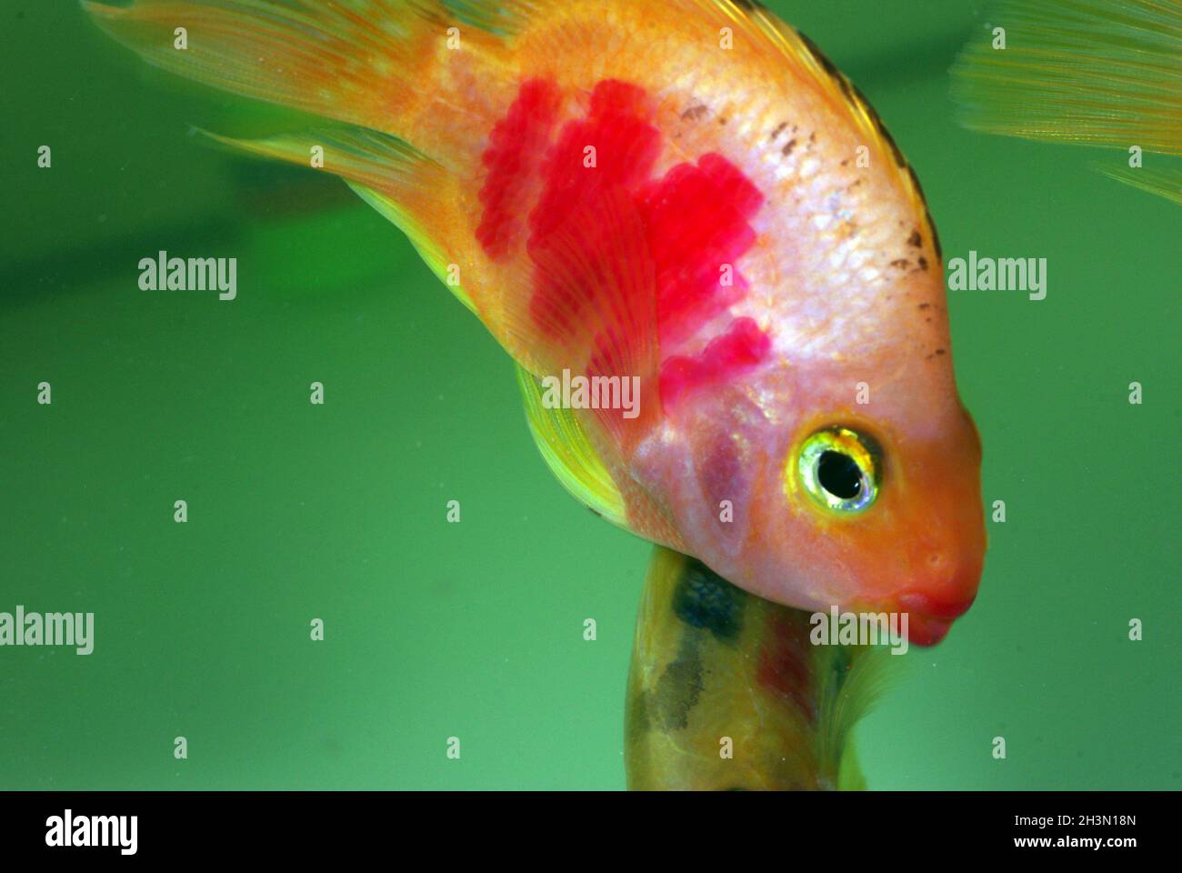 Artificial painted Parrot fish (Cichlasoma sp. hybrid) Stock Photo