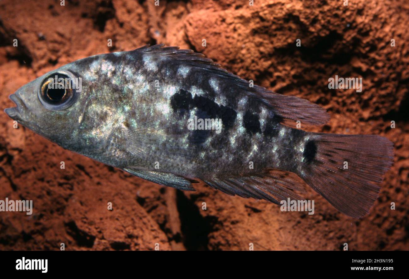 Young Rio Grande or Texas cichlid, Herichthys cyanoguttatus Stock Photo
