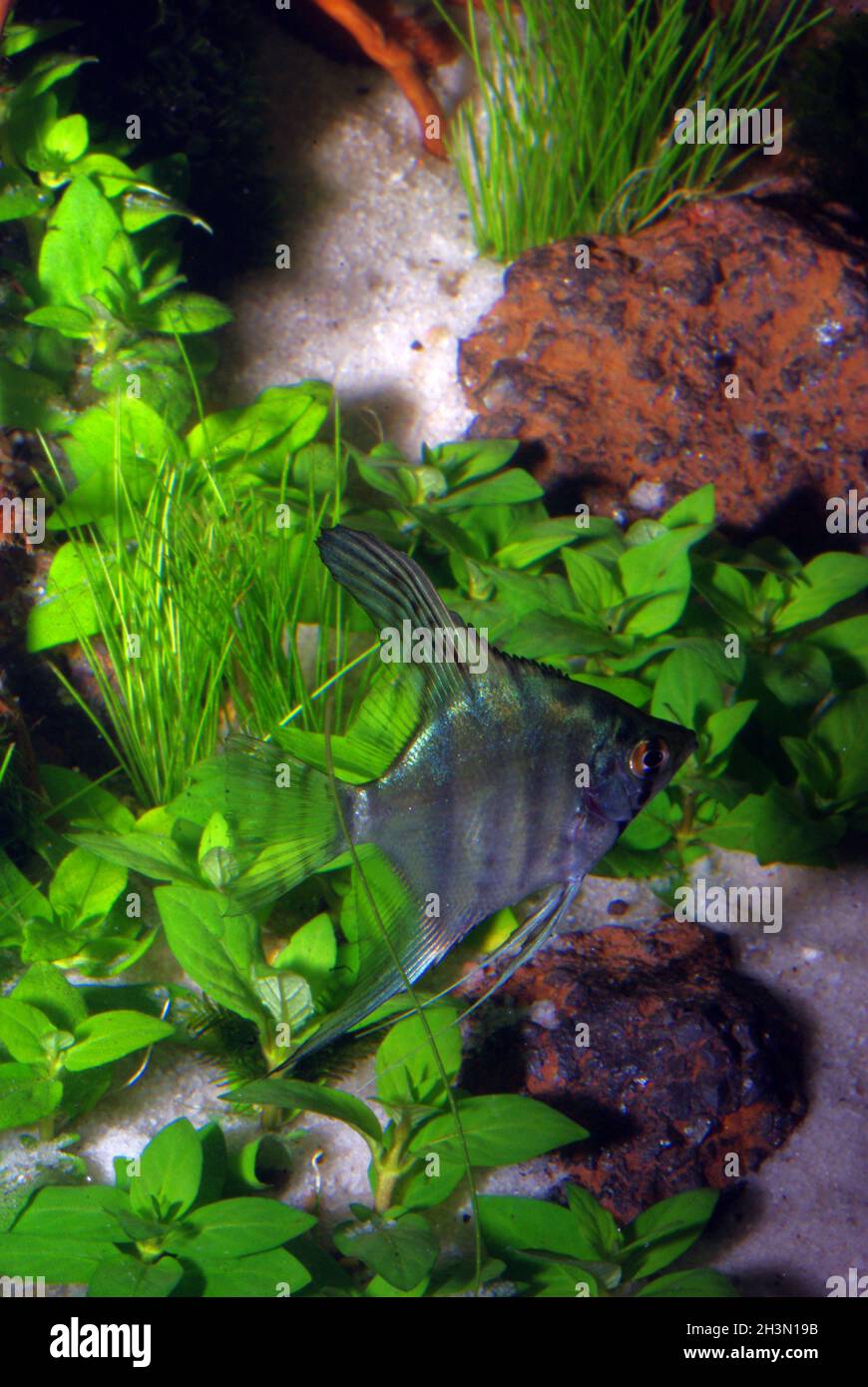Angelfish, Pterophyllum scalare Stock Photo