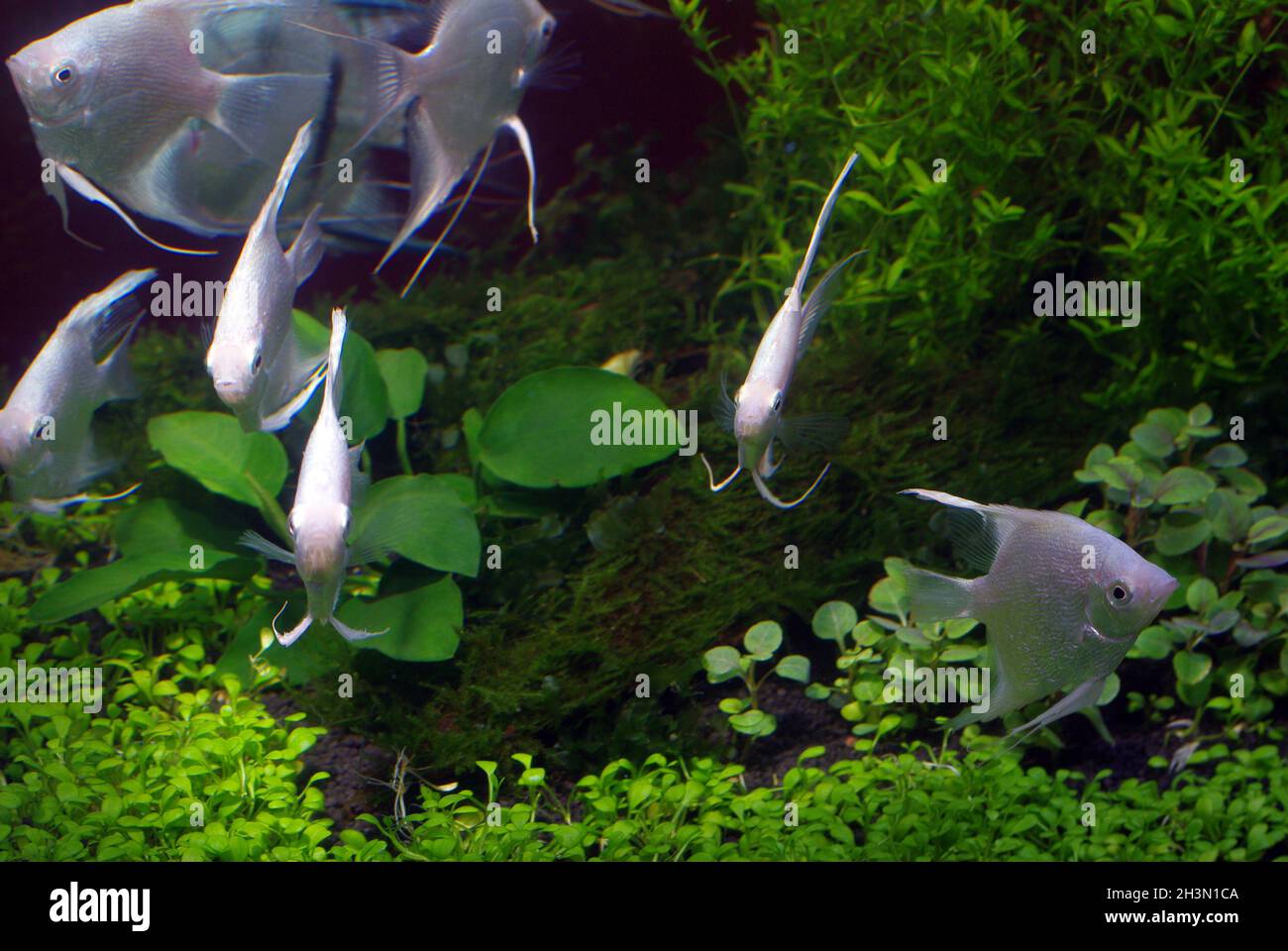 White ghost angelfish, Pterophyllum scalare Stock Photo