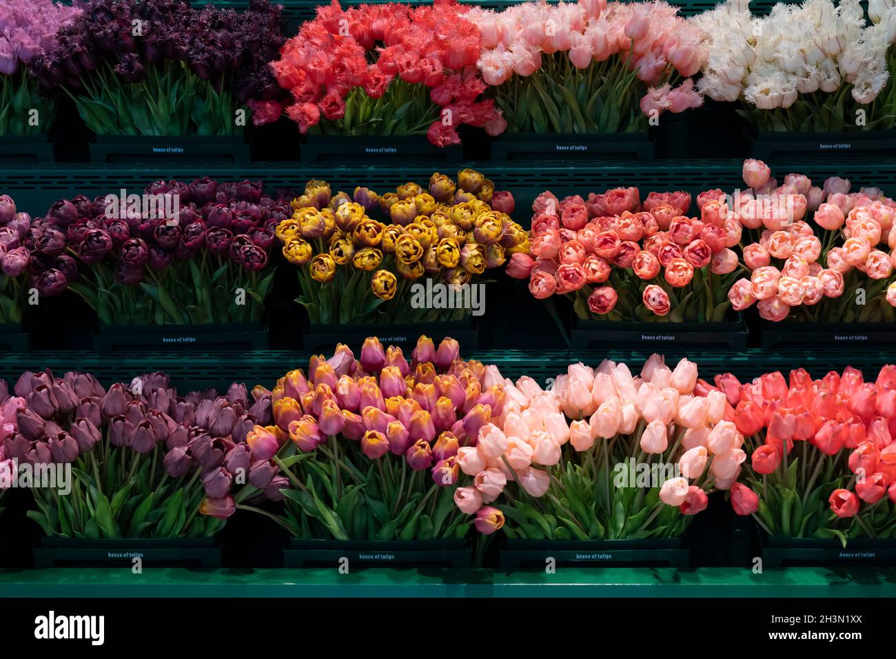 Fresh tulips for sale at Concourse C in Amsterdam Airport Schiphol, the