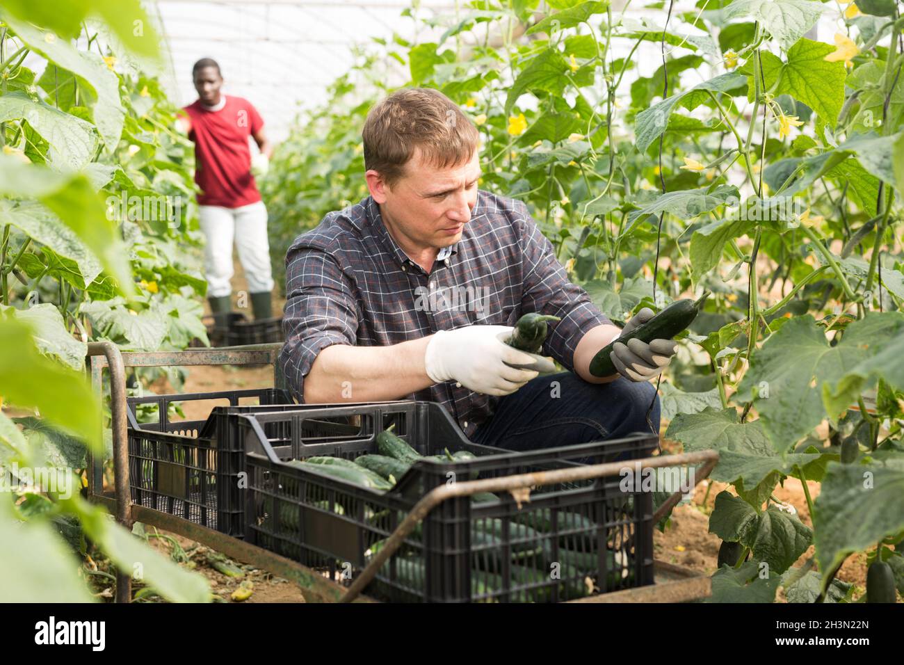 Farmer harvesting cucumbers Stock Photo - Alamy