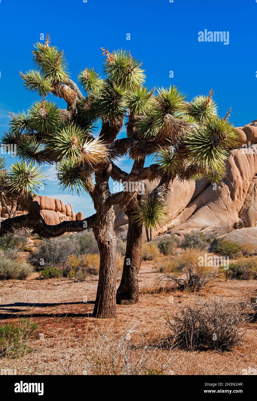 Joshua Tree Detail outlets 2