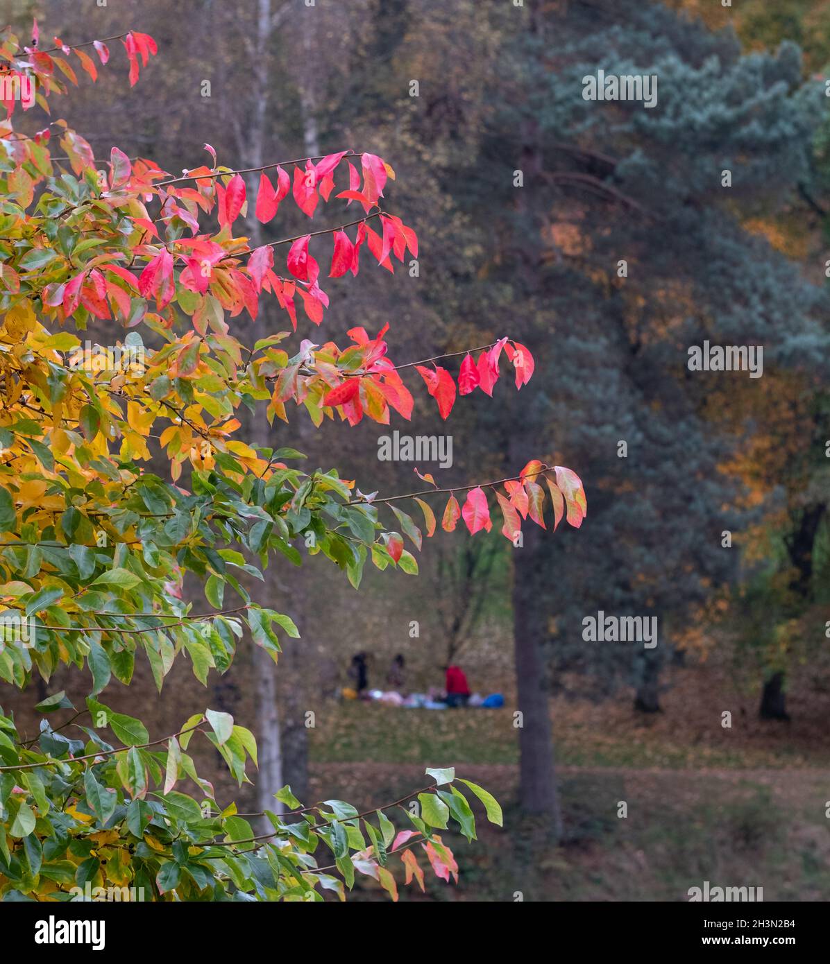 Variety of trees including acer, cherry and maple trees in a blaze of autumn colour, photographed at Winkworth Arboretum, Surrey, UK. Stock Photo