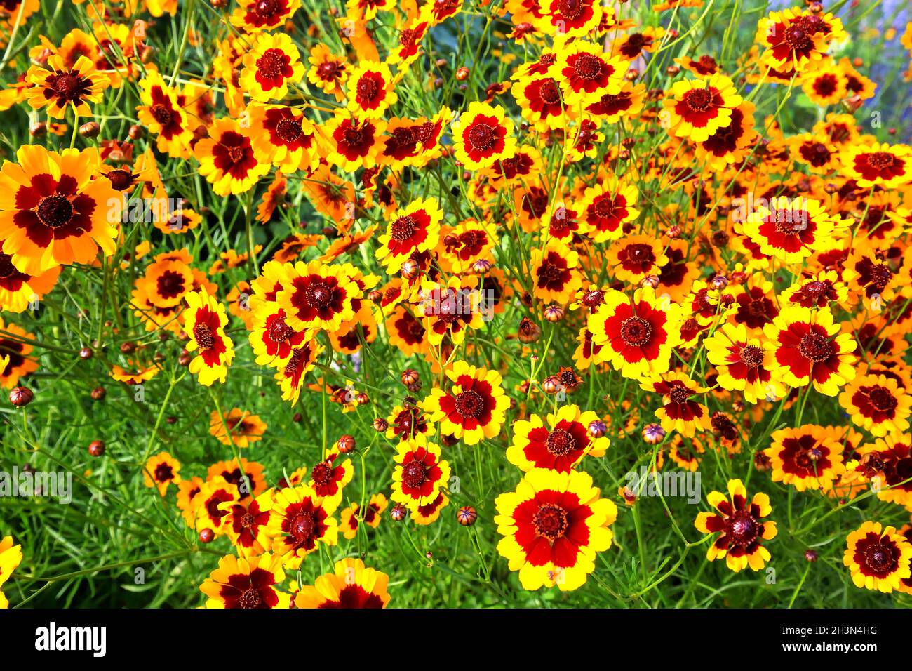 Colorful flower meadow Stock Photo