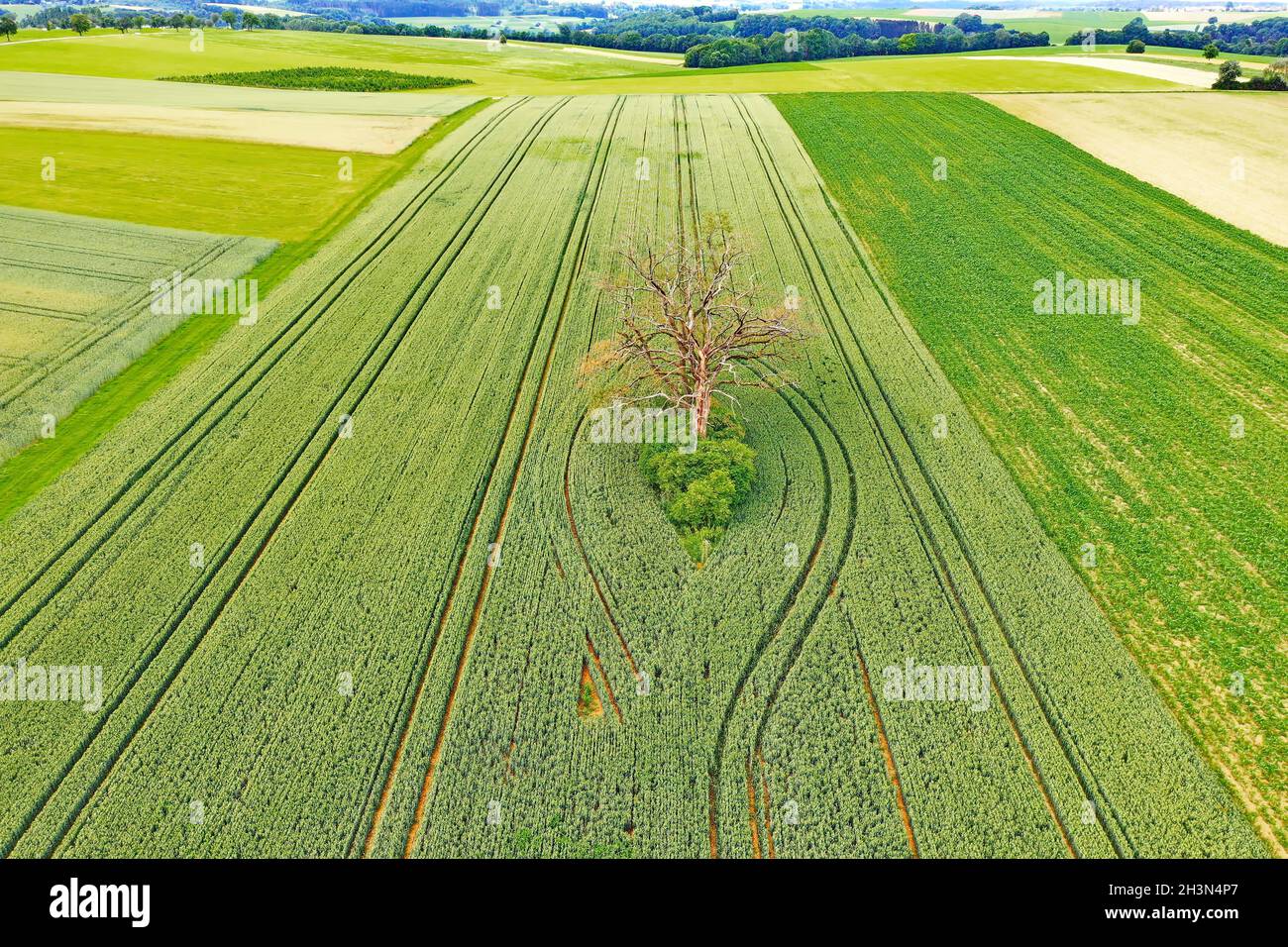 Dead tree from above Stock Photo