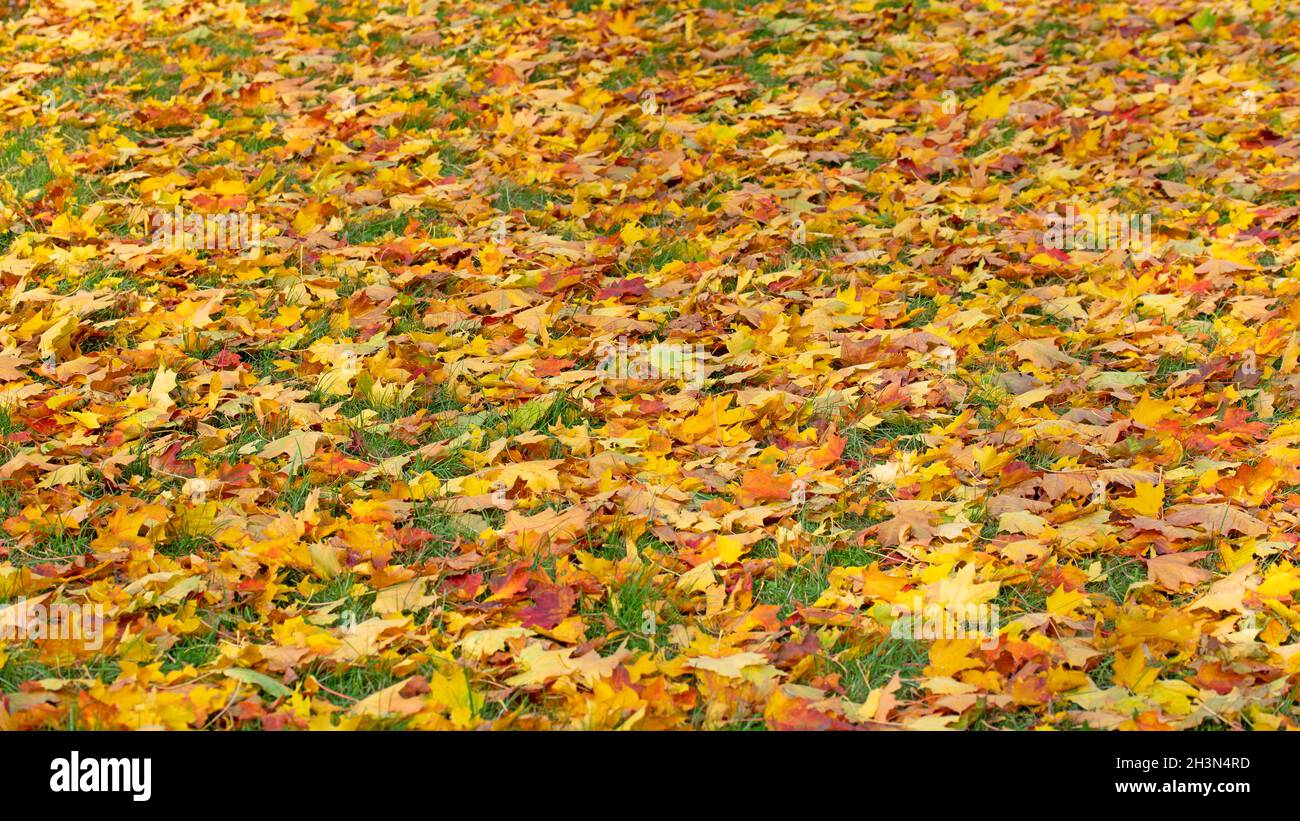Colorful tree leaves hi-res stock photography and images - Alamy
