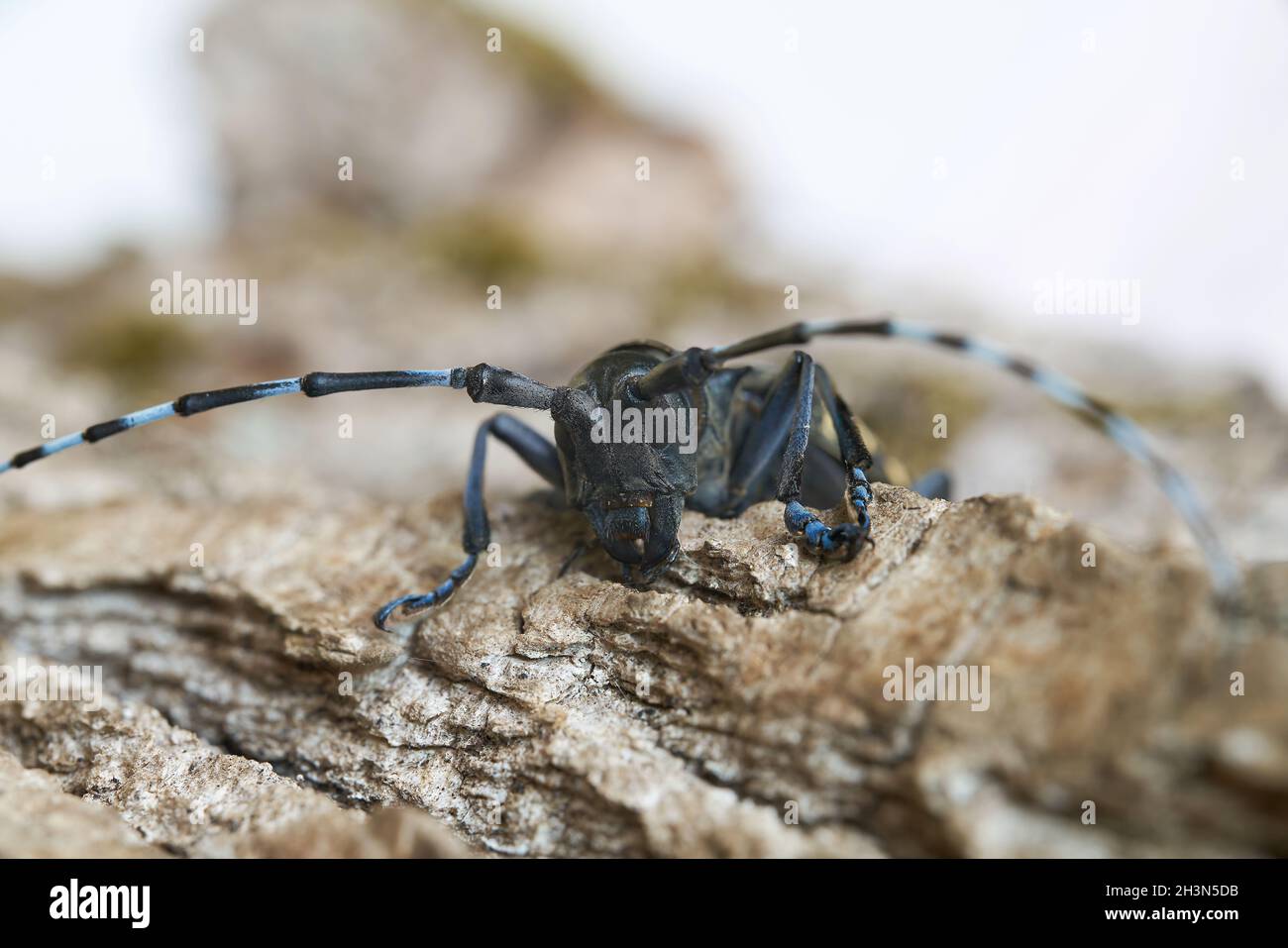 Front view of the head of an Asian longhorn beetle (Anoplophora glabripennis) in Magdeburg Stock Photo
