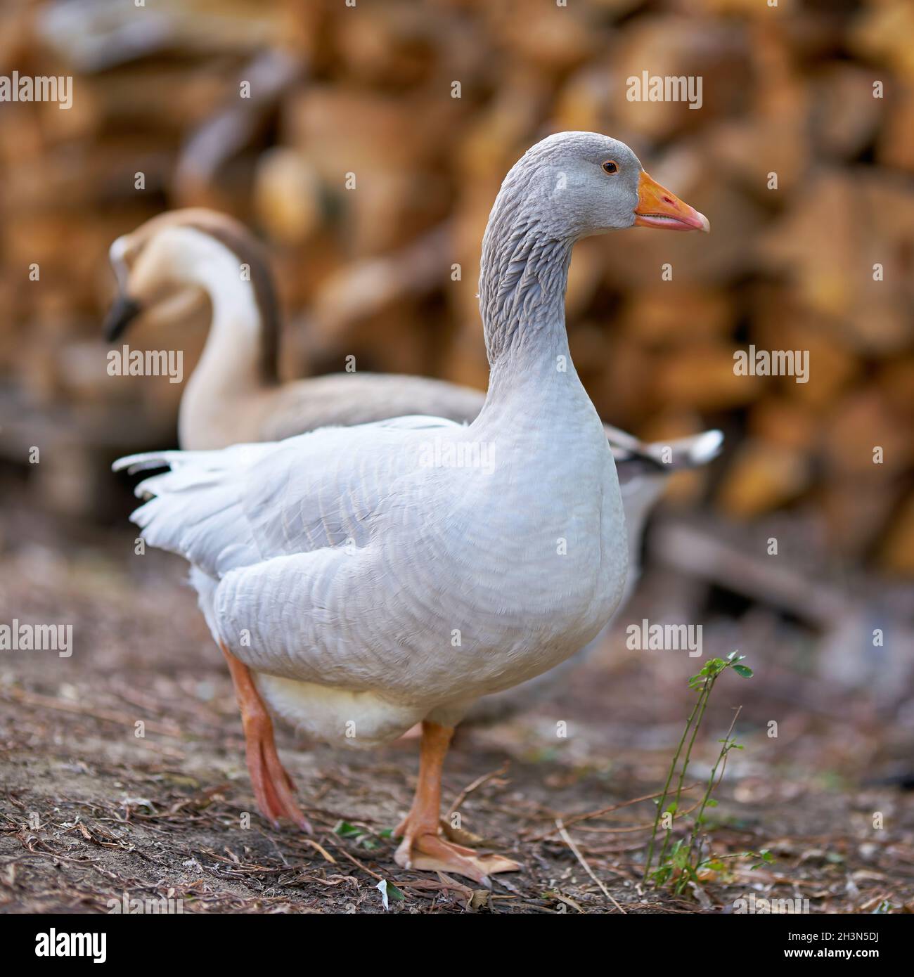 Watchful goose on a farm in Germany Stock Photo