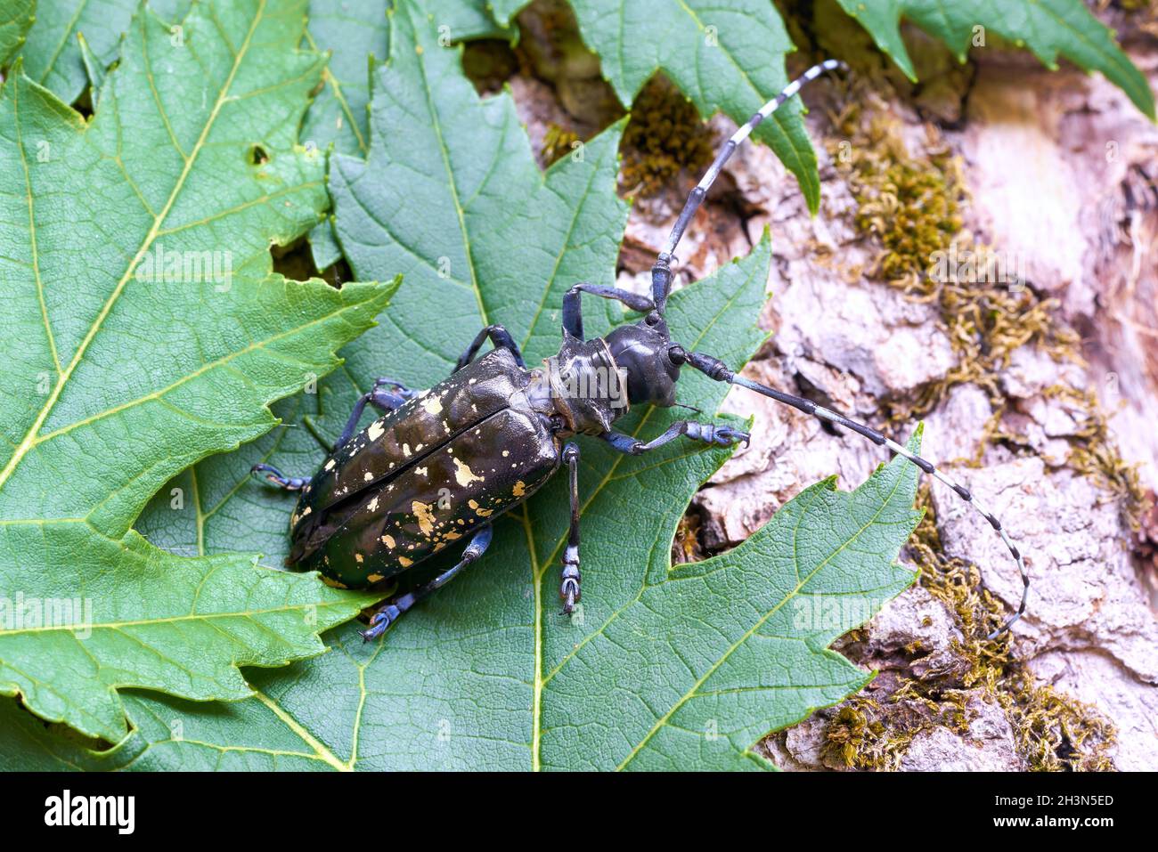 Asian longhorn beetle (Anoplophora glabripennis) with rare yellowing of the points in Magdeburg Stock Photo