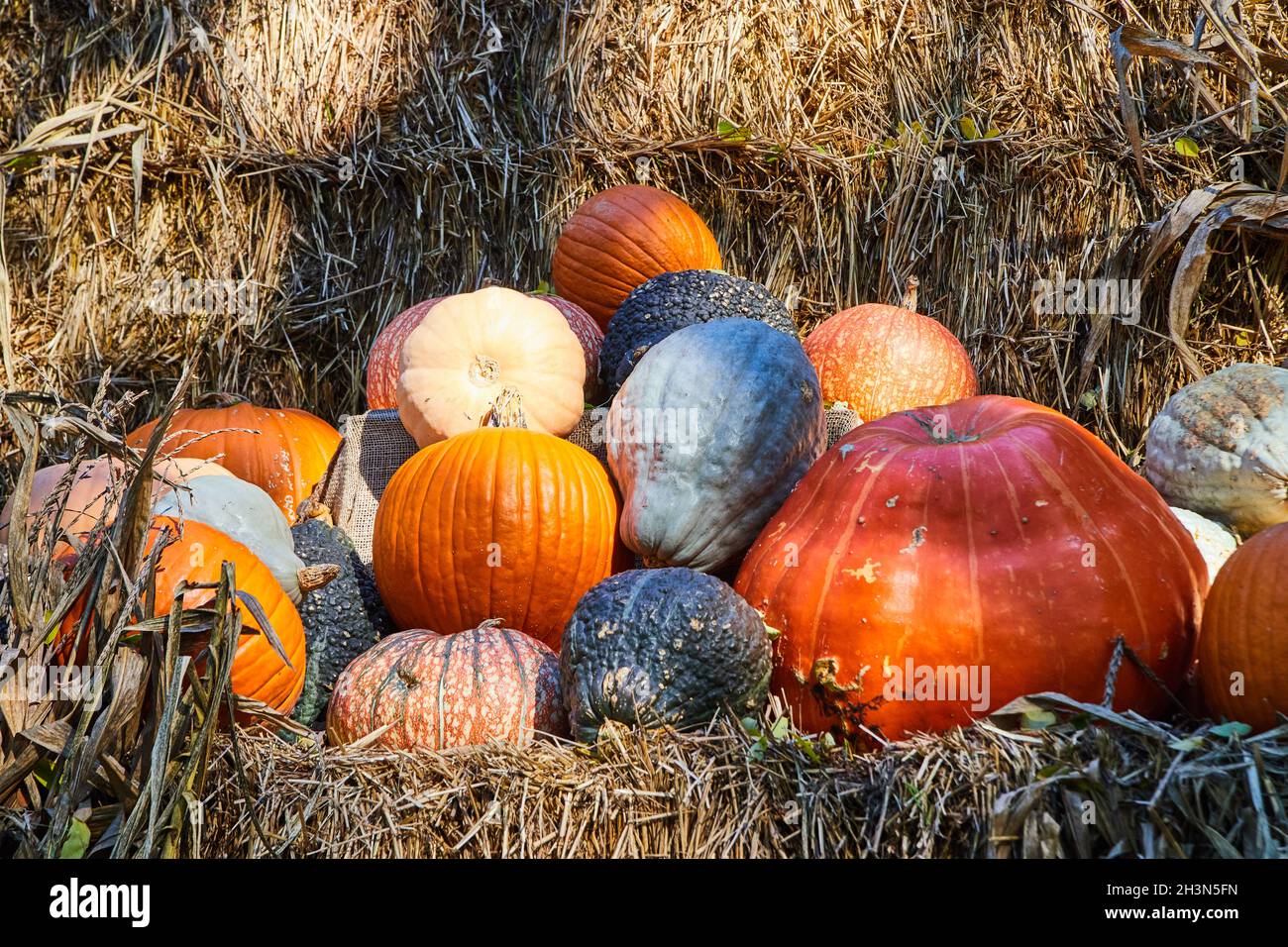 Pile of fall pumpkins and gourds on bales of hay Stock Photo - Alamy