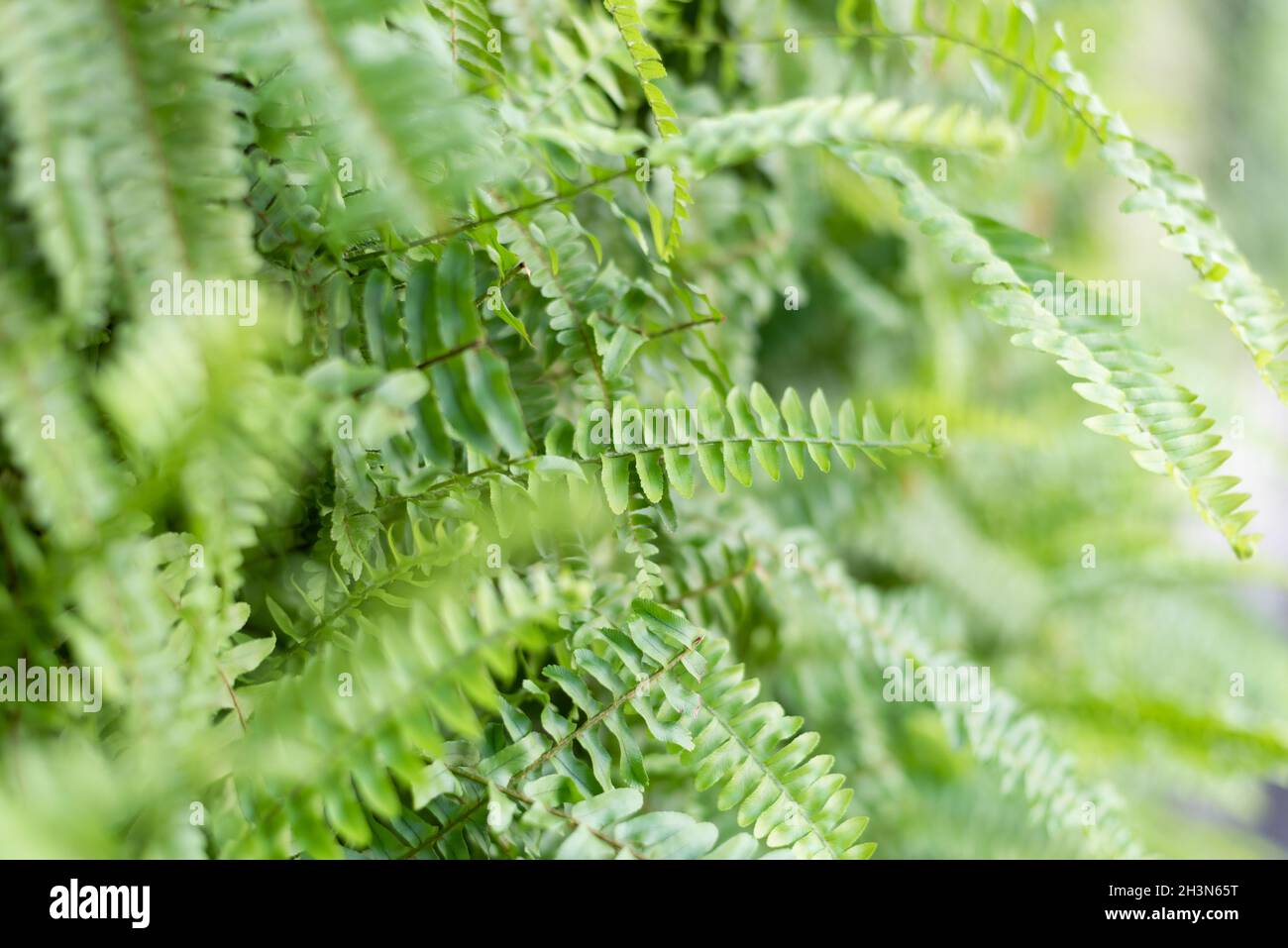 Fern growth on wall hi-res stock photography and images - Alamy